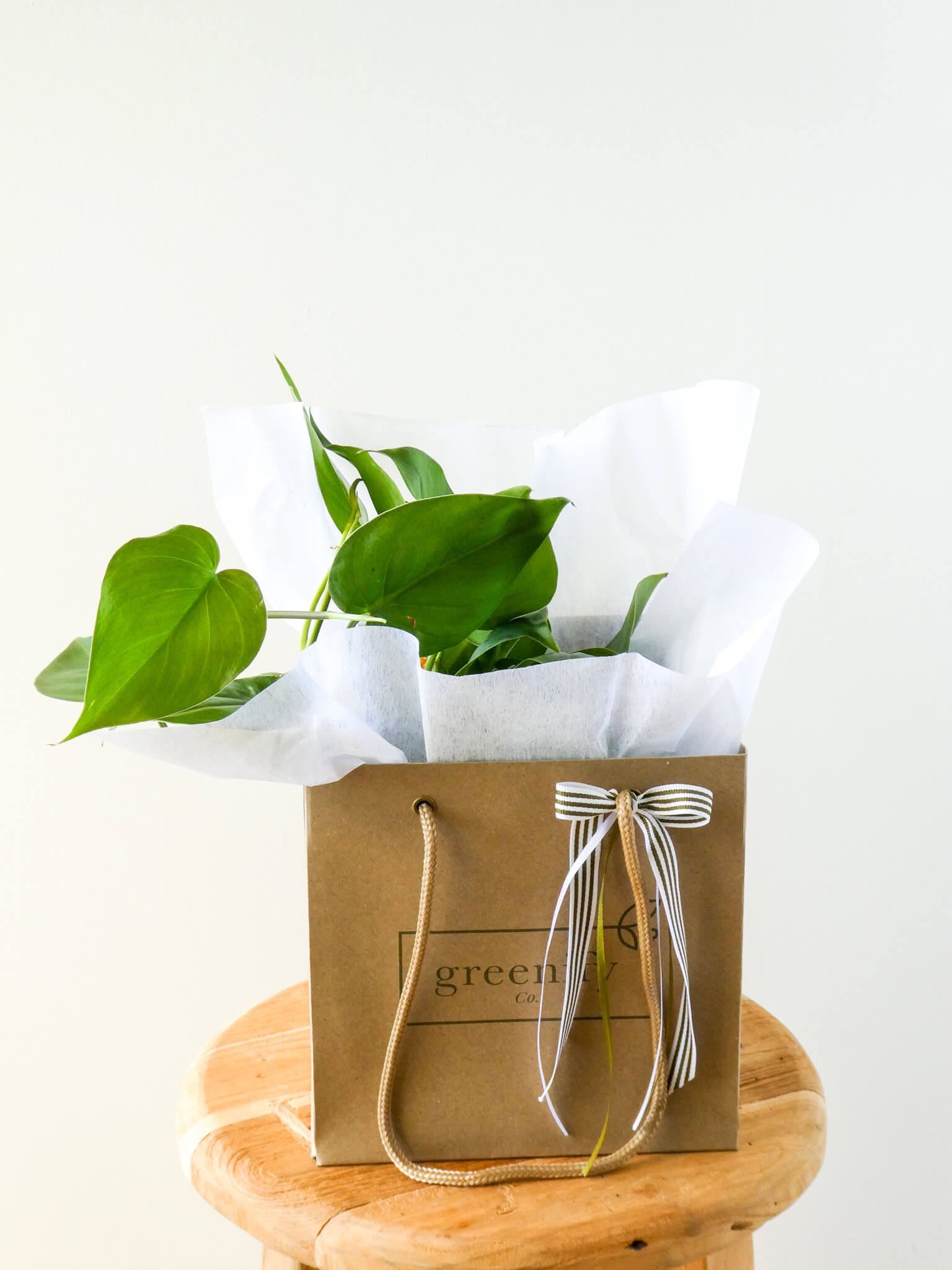 Heart Leaf Philodendron