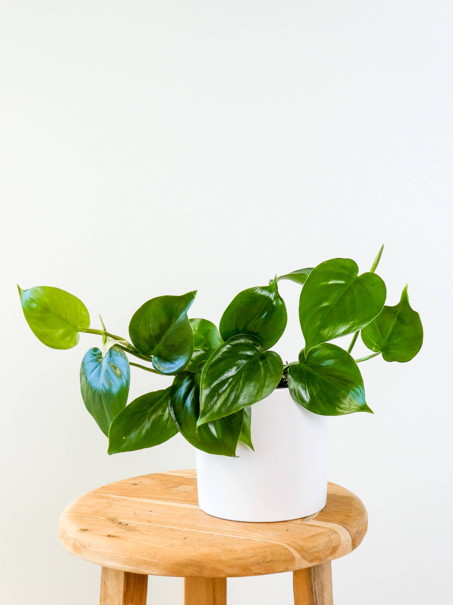Heart Leaf Philodendron