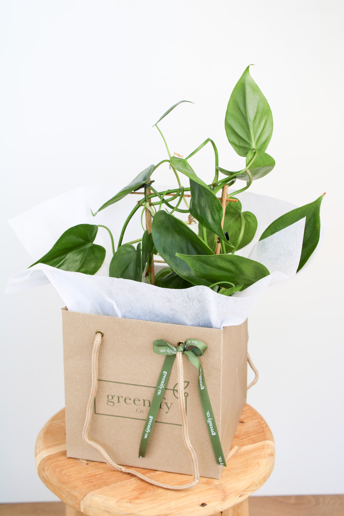 Heart Leaf Philodendron