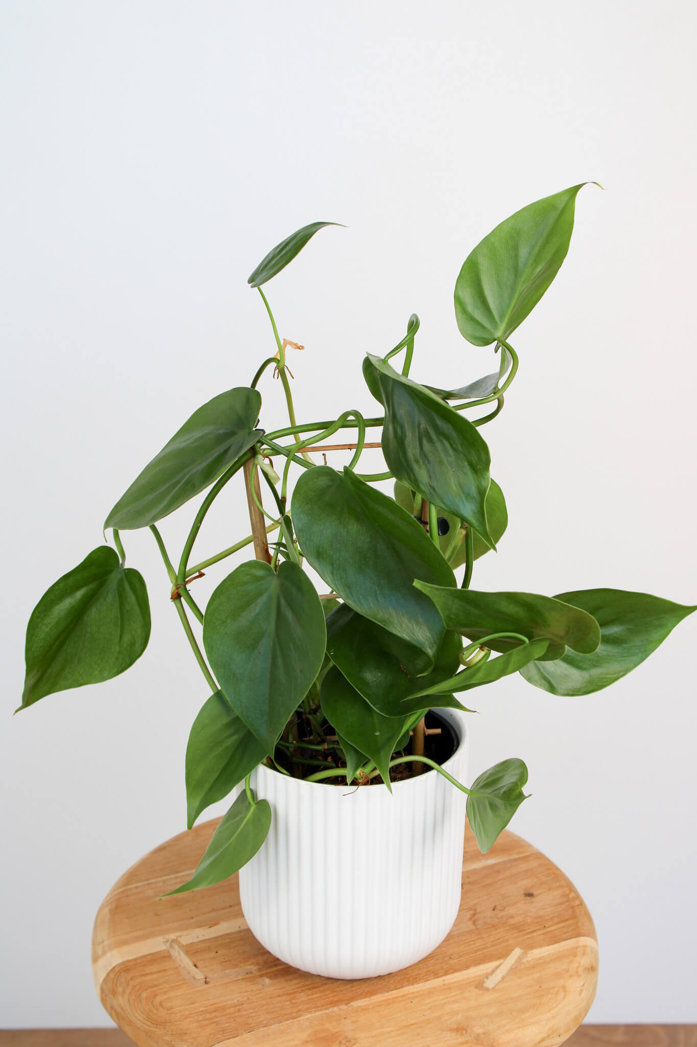 Heart Leaf Philodendron
