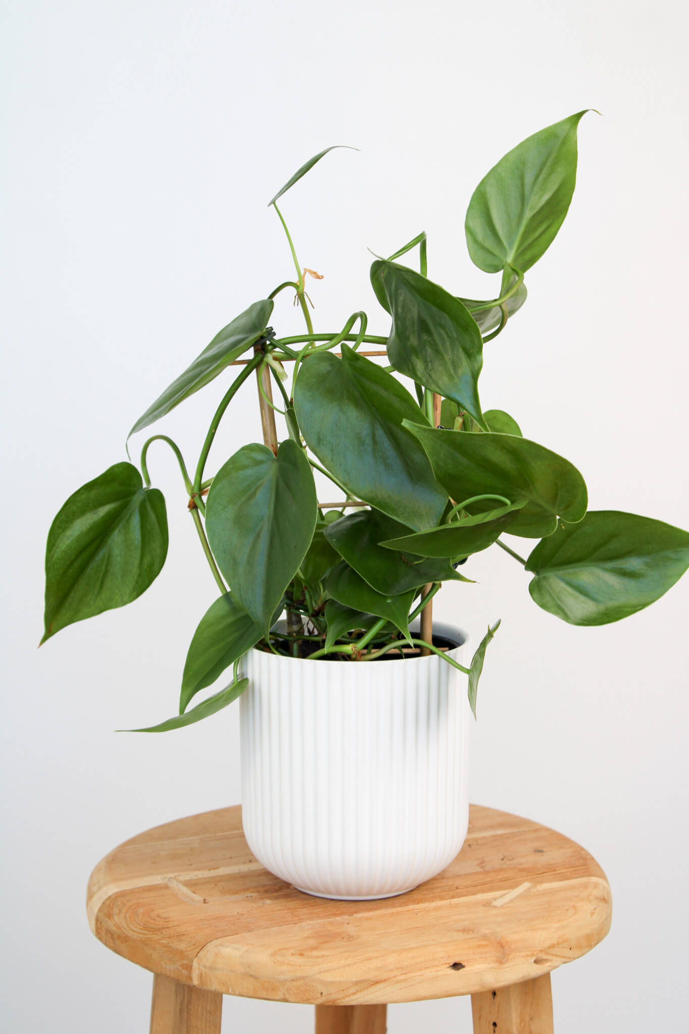 Heart Leaf Philodendron