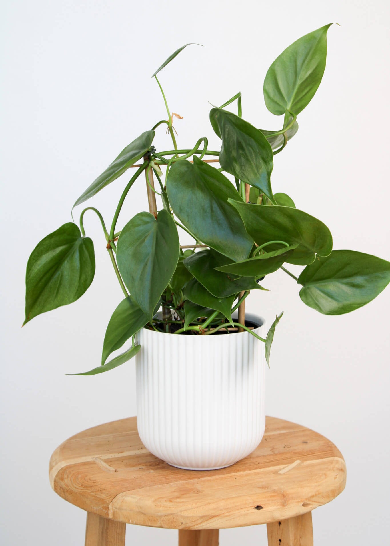 pothos heart Heart Leaf Philodendron | Indoor Plant Gift Delivery Perth