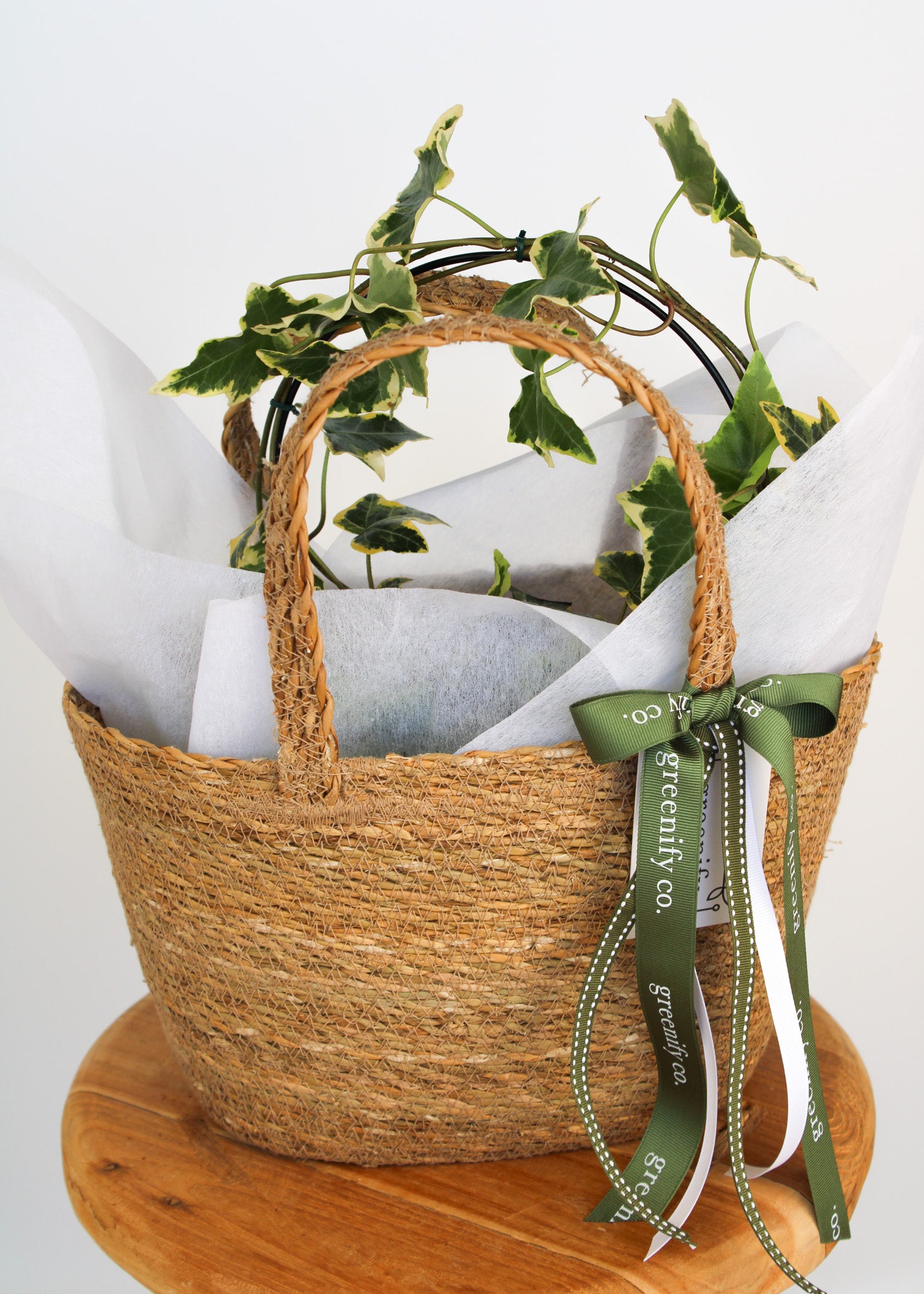 English Ivy