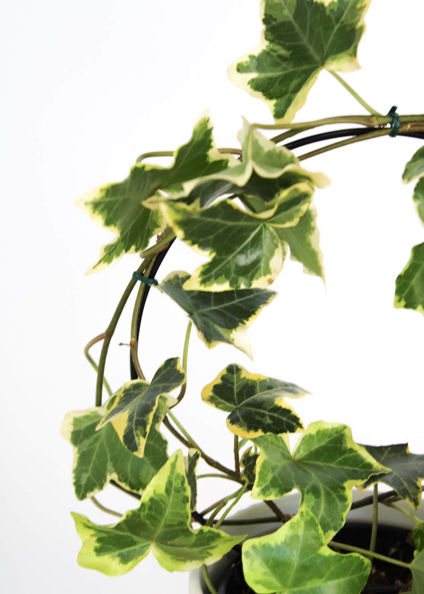 English Ivy