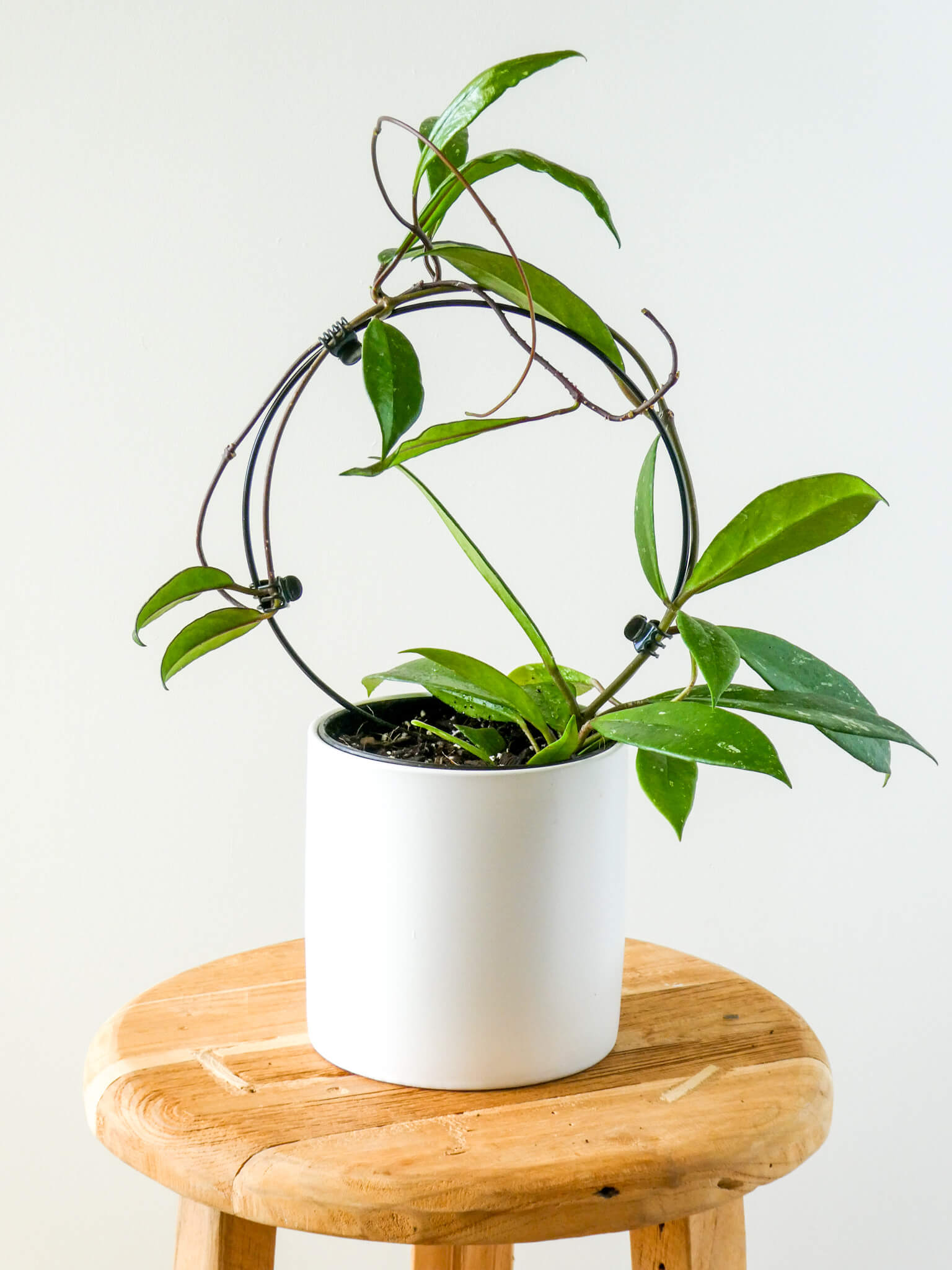 Hoya PLant in White Pot, Greenify Co.