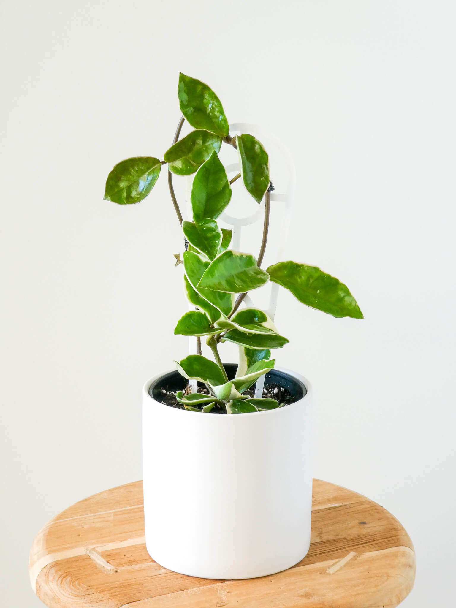 wax plant indoor Hoya Plant | Same Day Indoor Plant Delivery in Perth