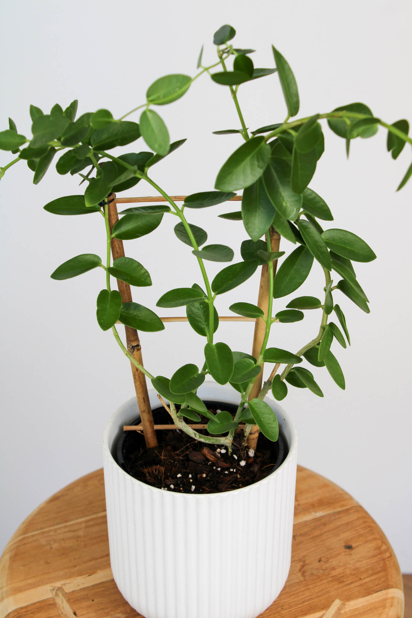 Hoya Cumingiana 'Wax Plant'