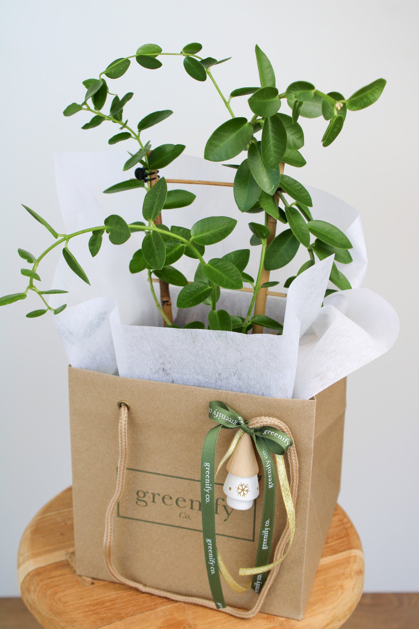Hoya Cumingiana 'Wax Plant'