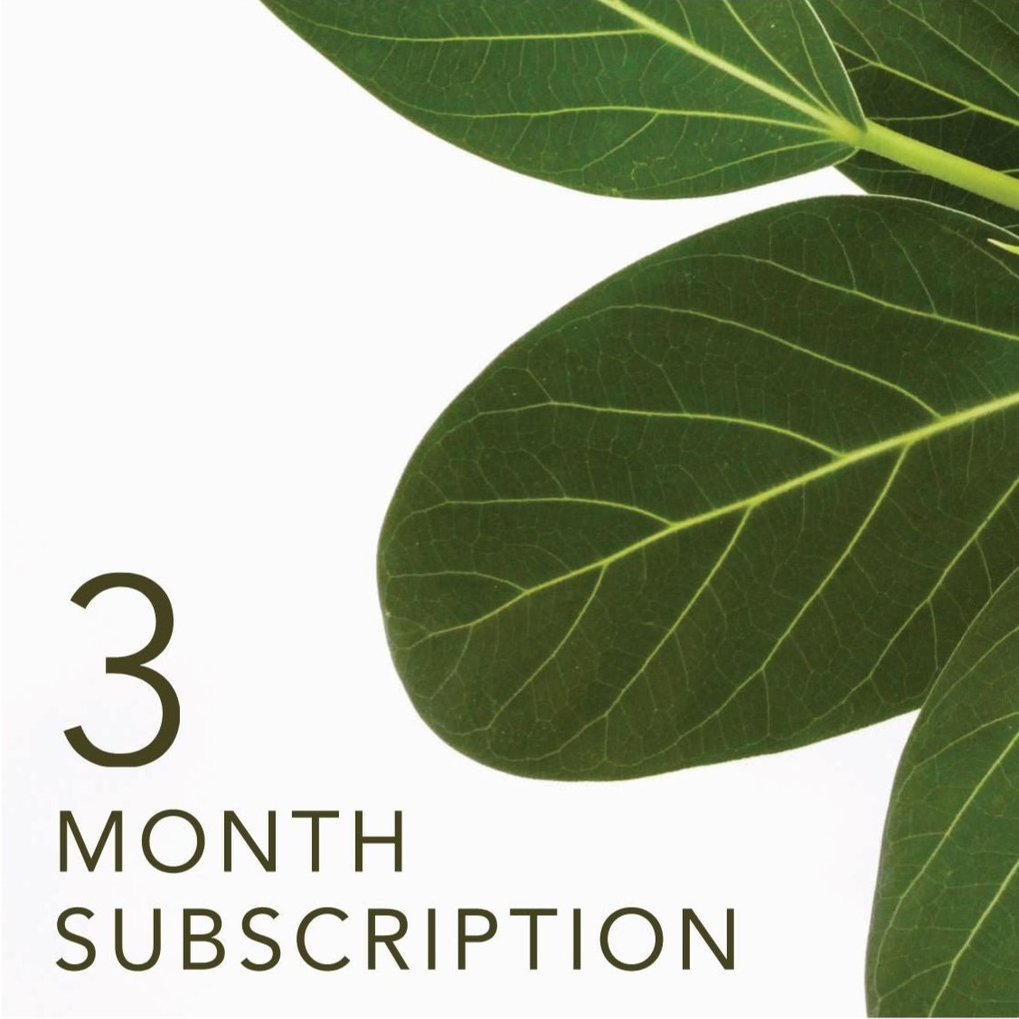 Indoor Plant Subscription, 3 Month Plant Delivery,, Greenify Co.