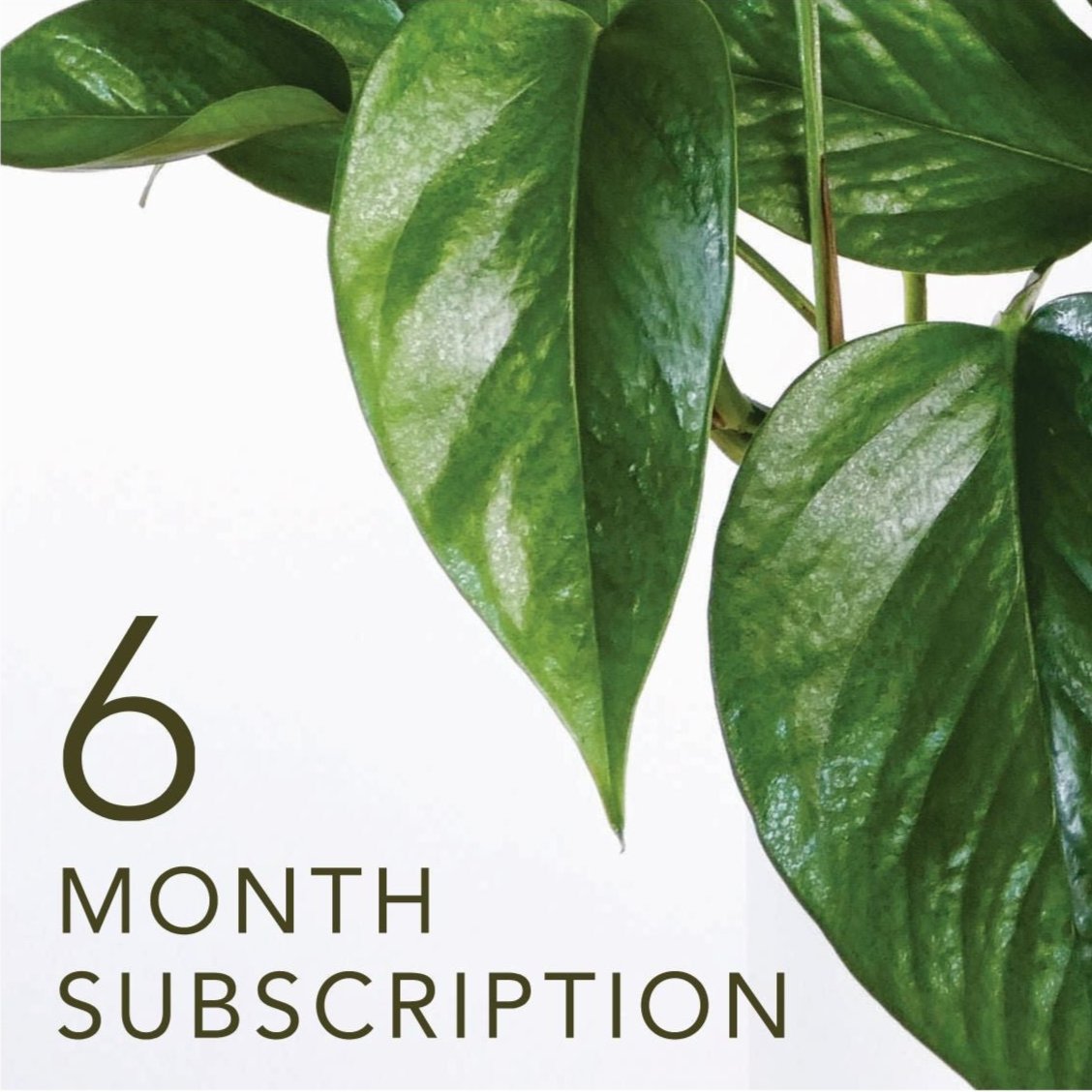 Indoor Plant Subscription, 6 Month Plant Delivery, Greenify Co. Perth