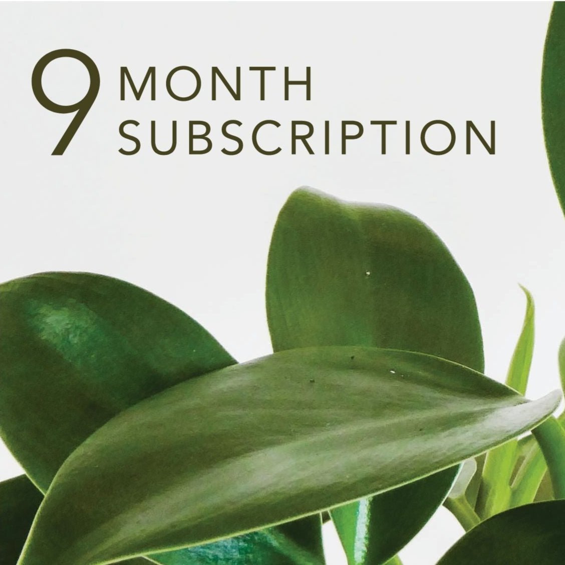 Indoor Plant Subscription, 9 Month Plant Delivery, Greenify Co.