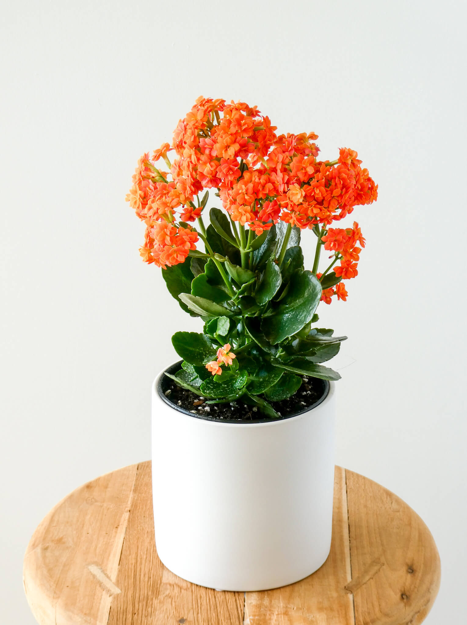 Kalanchoe