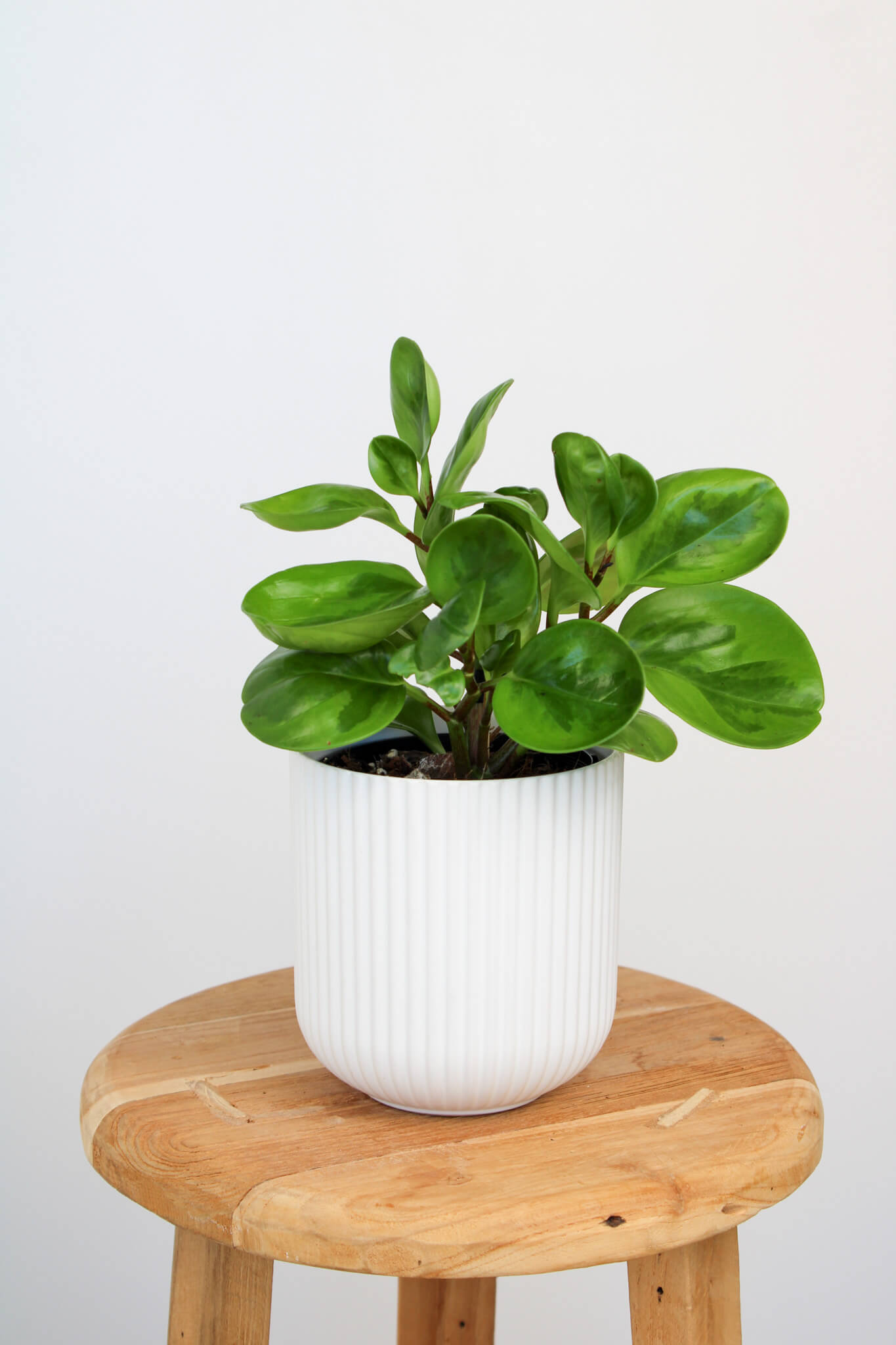 Lemon Lime Peperomia