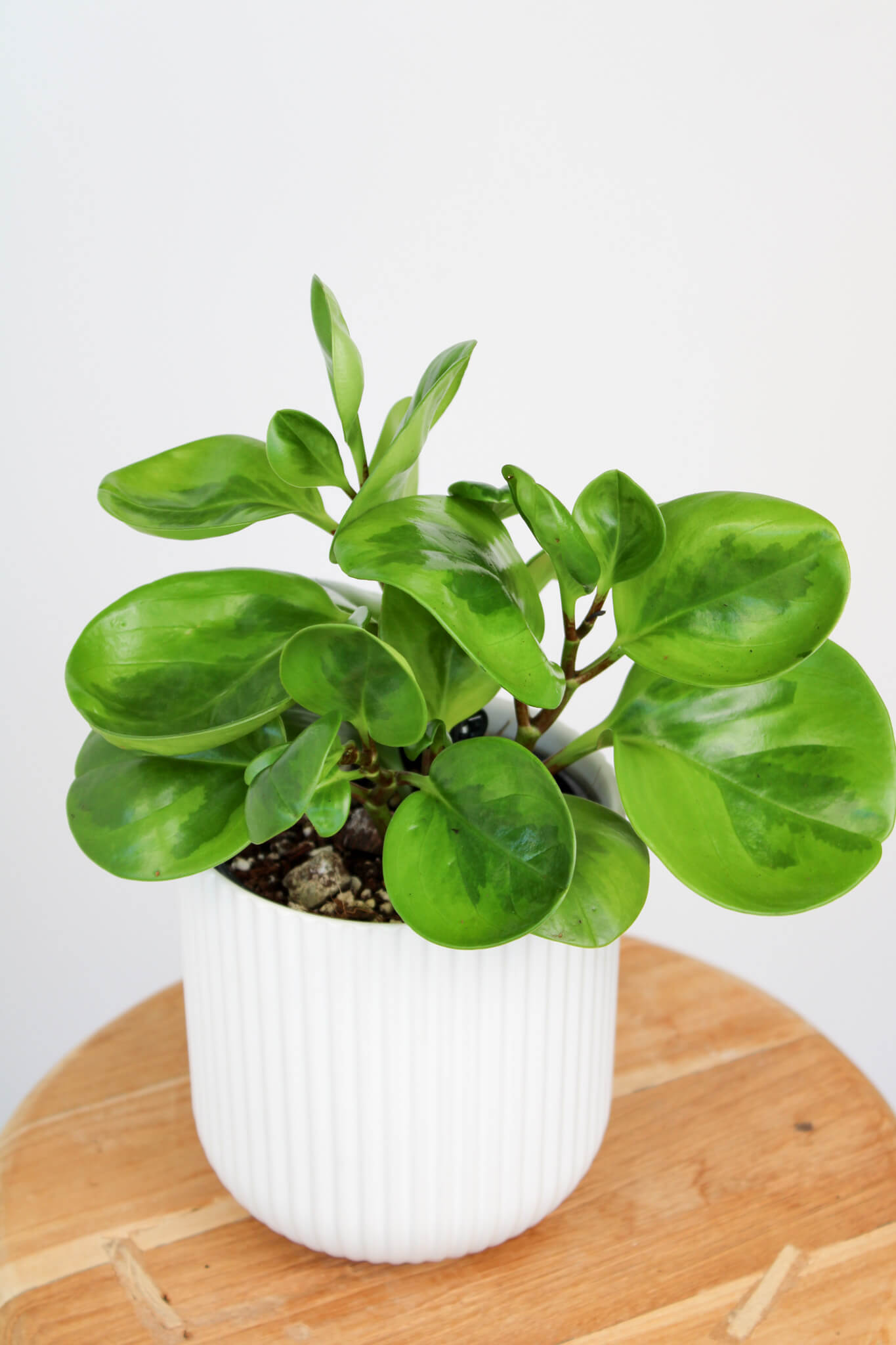 Lemon Lime Peperomia