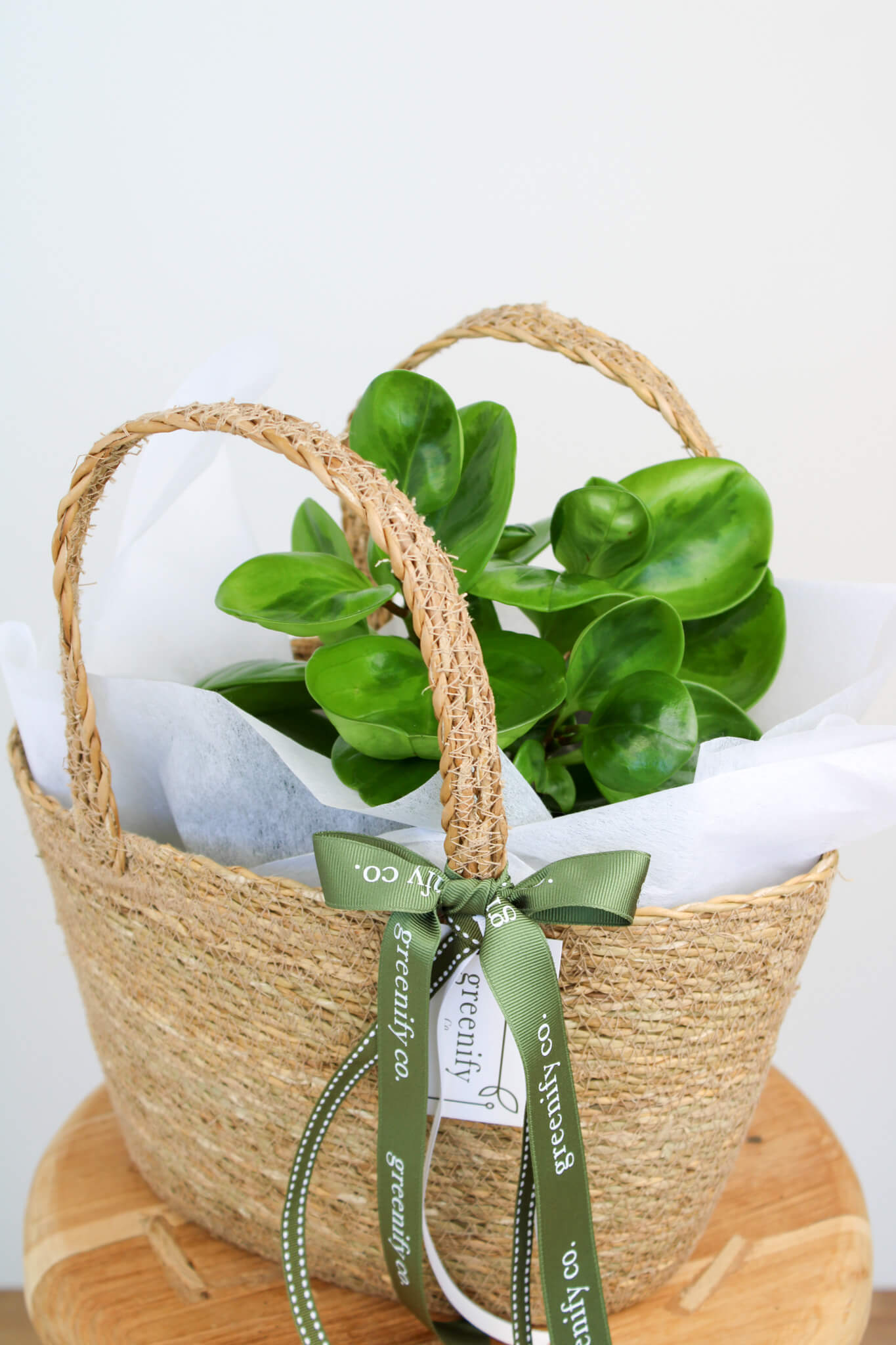 Lemon Lime Peperomia