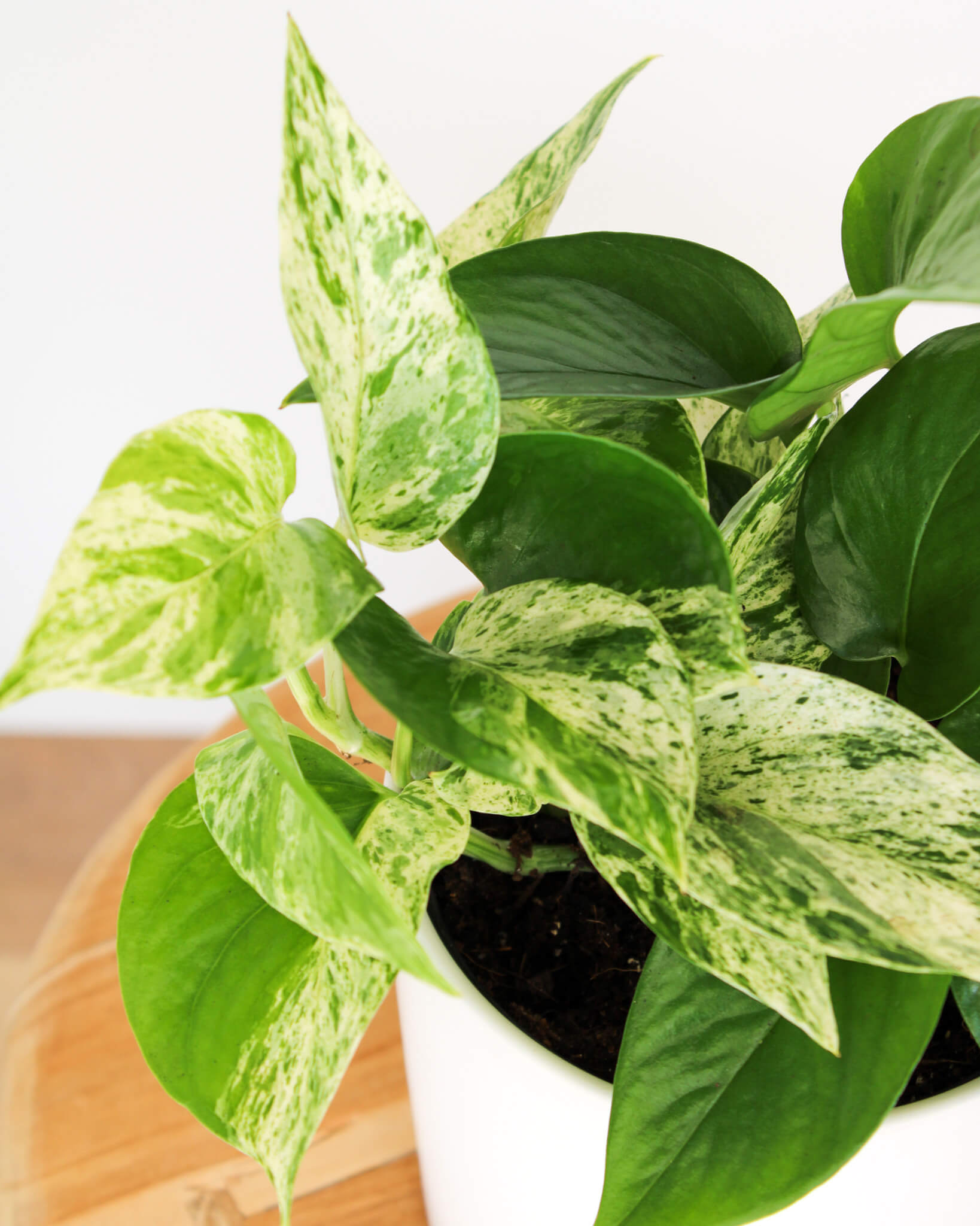 Marble Queen Pothos