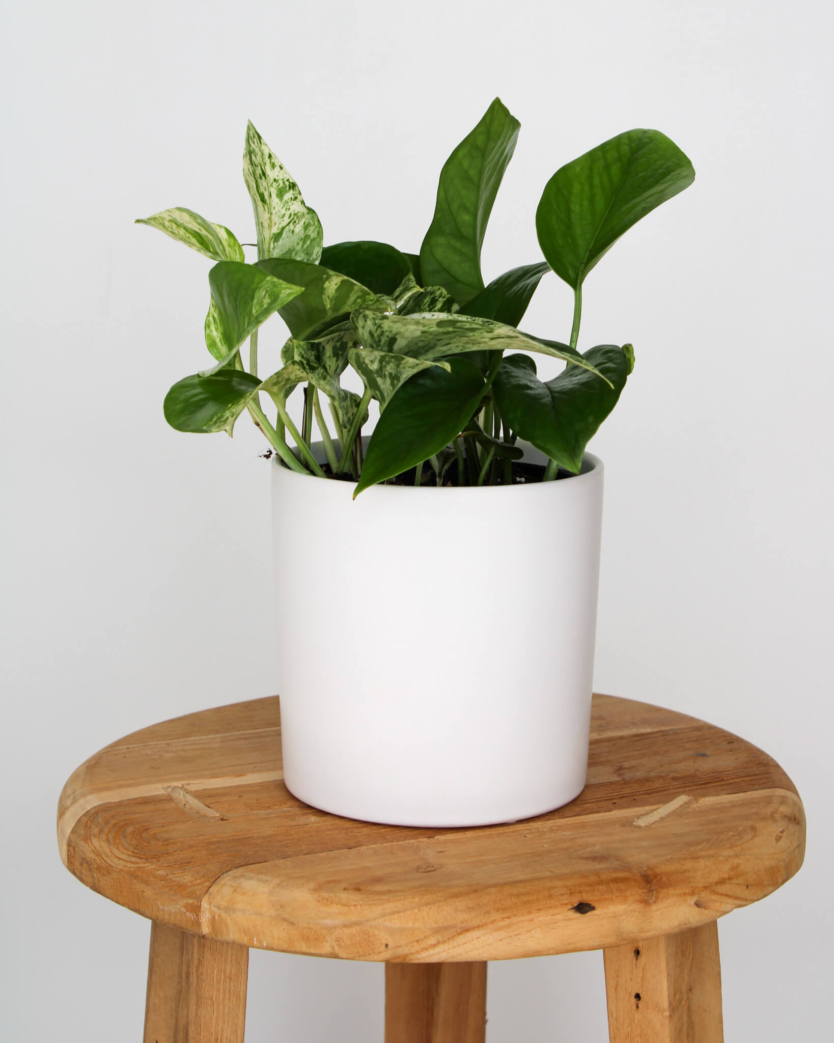 Marble Queen Pothos