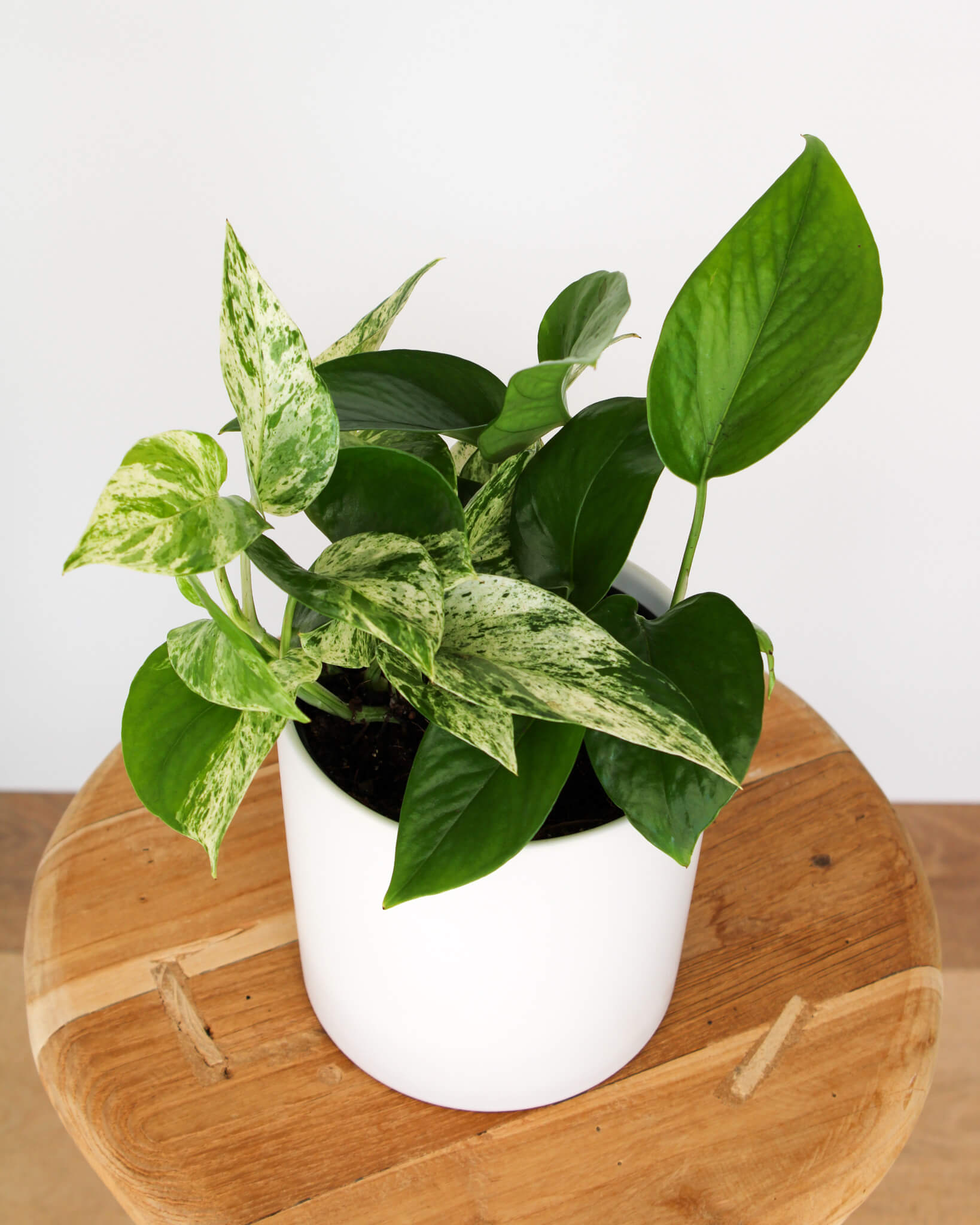 Marble Queen Pothos
