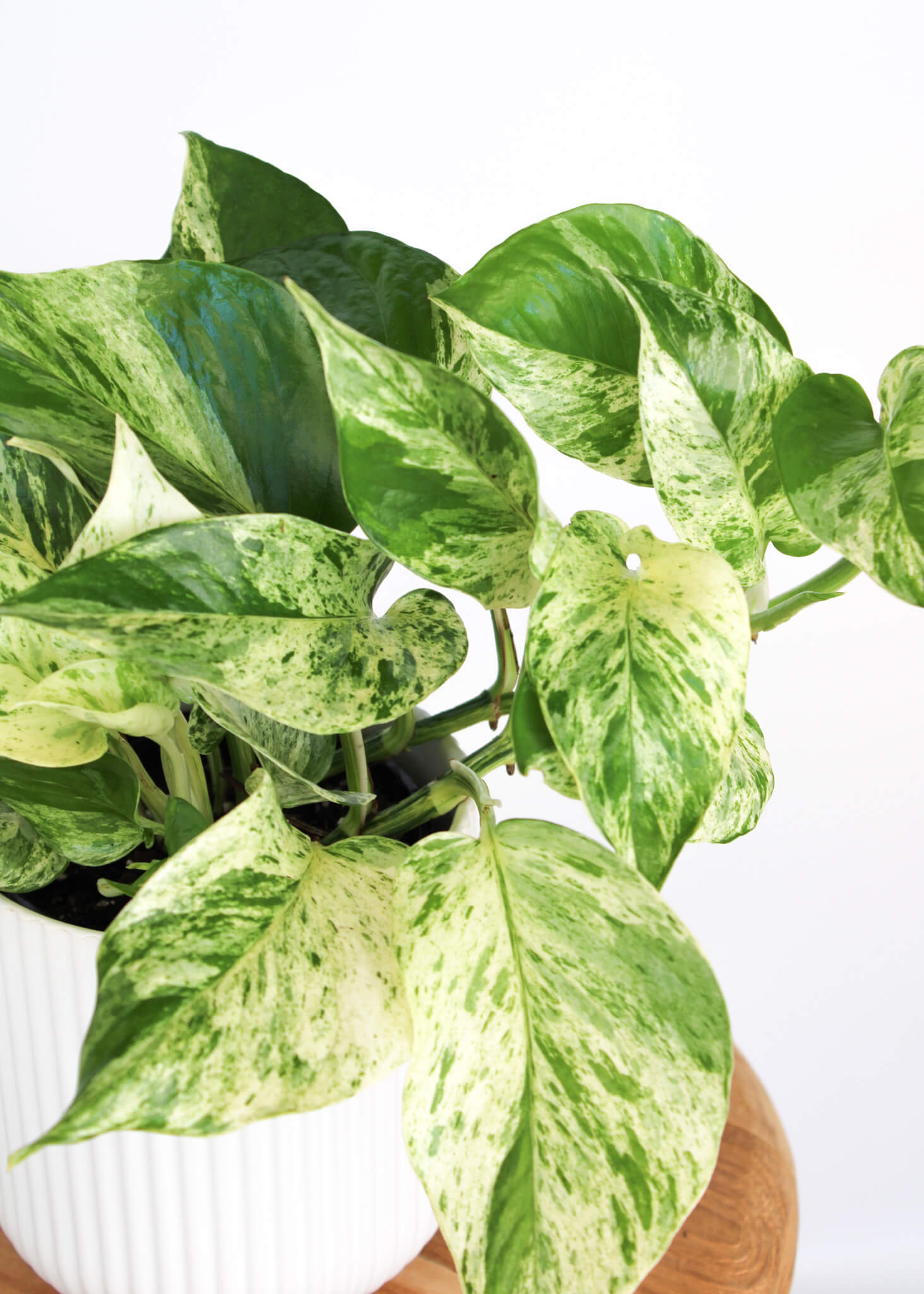 Marble Queen Pothos