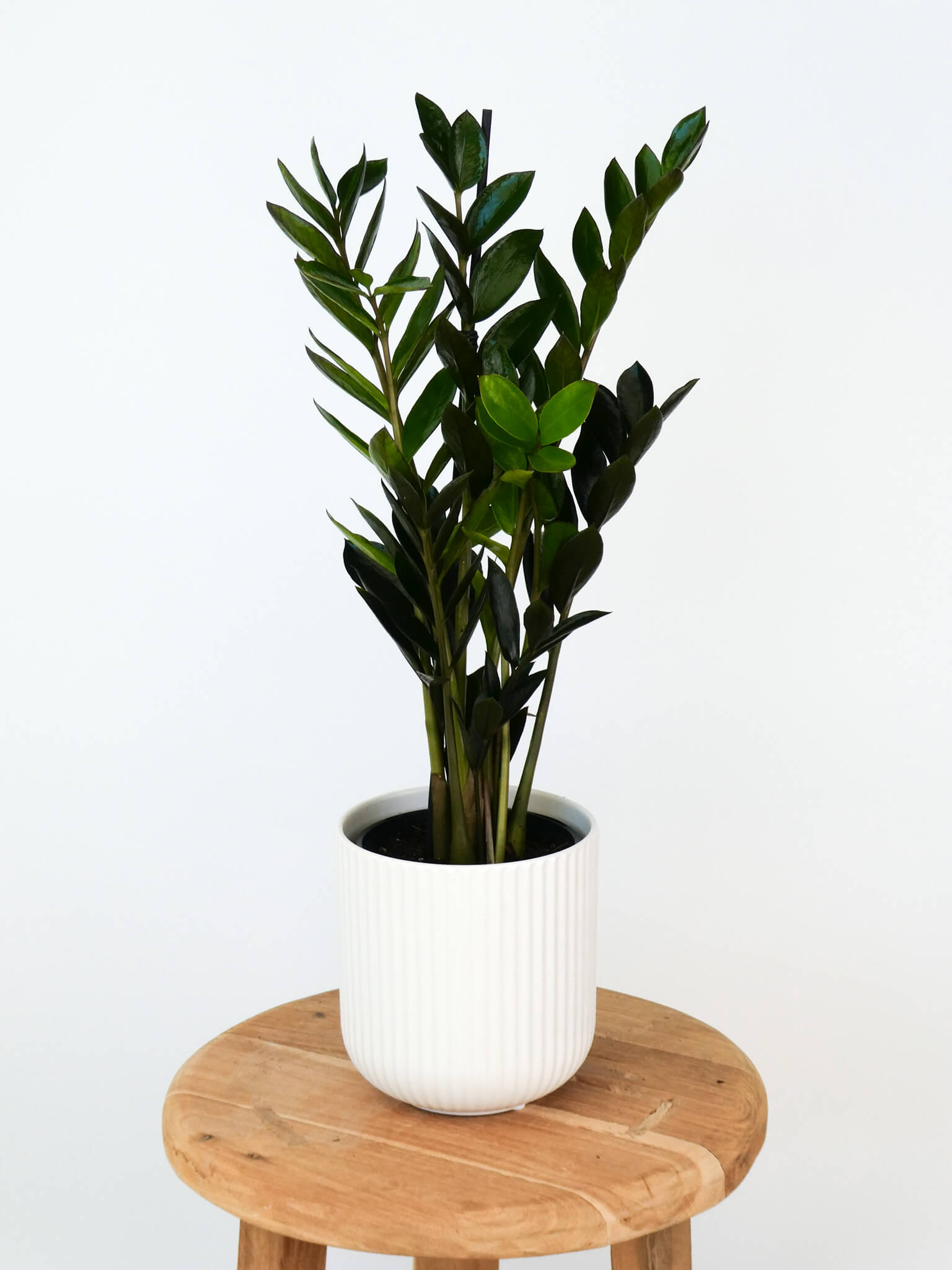 A potted ZZ plant with glossy dark green leaves in a white ribbed ceramic pot, displayed on a round wooden stool against a plain white background.