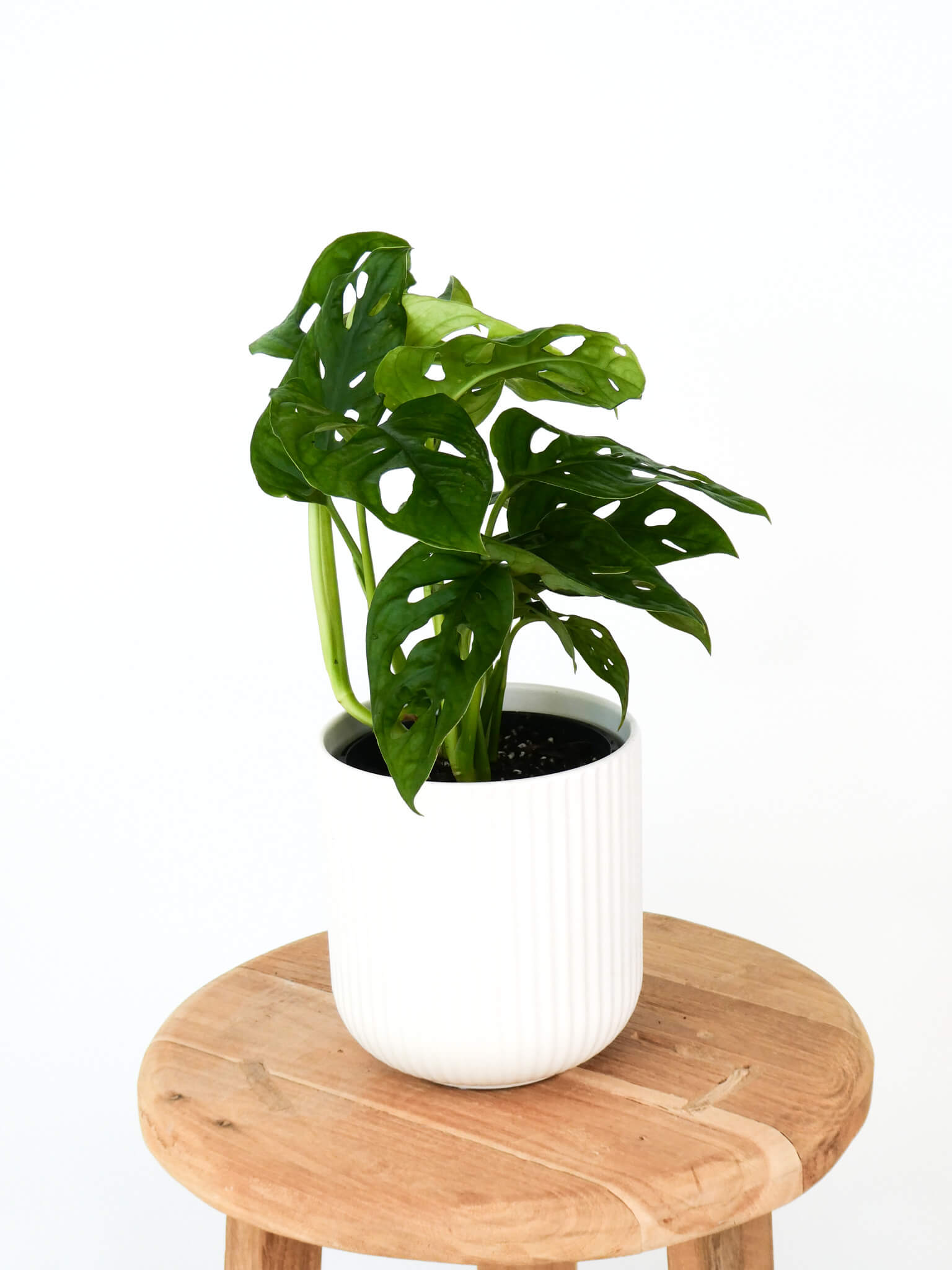 A green monstera plant in a white ribbed ceramic pot, displayed on a round wooden stool against a plain white background.
