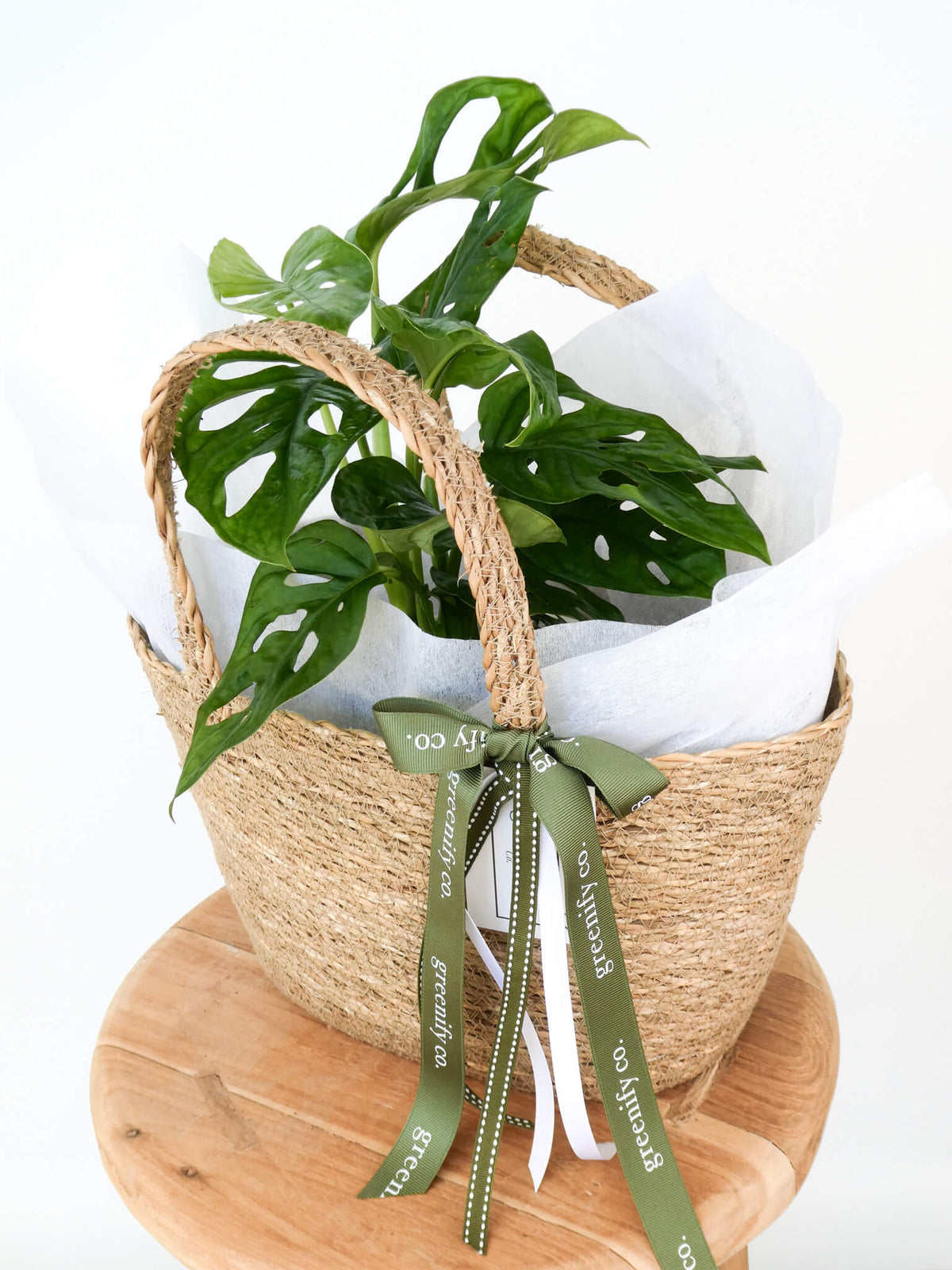 A potted monkey mask plant with large glossy leaves arranged in a woven natural-fiber basket lined with white tissue paper and tied with an olive green ribbon, displayed on a round wooden tray against a white background.