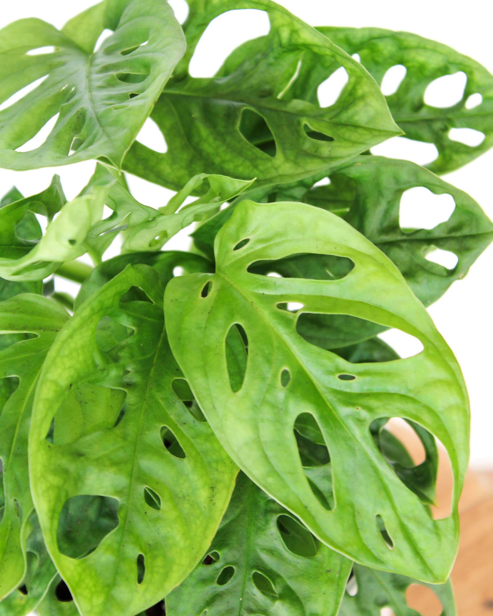 Monkey Mask Monstera