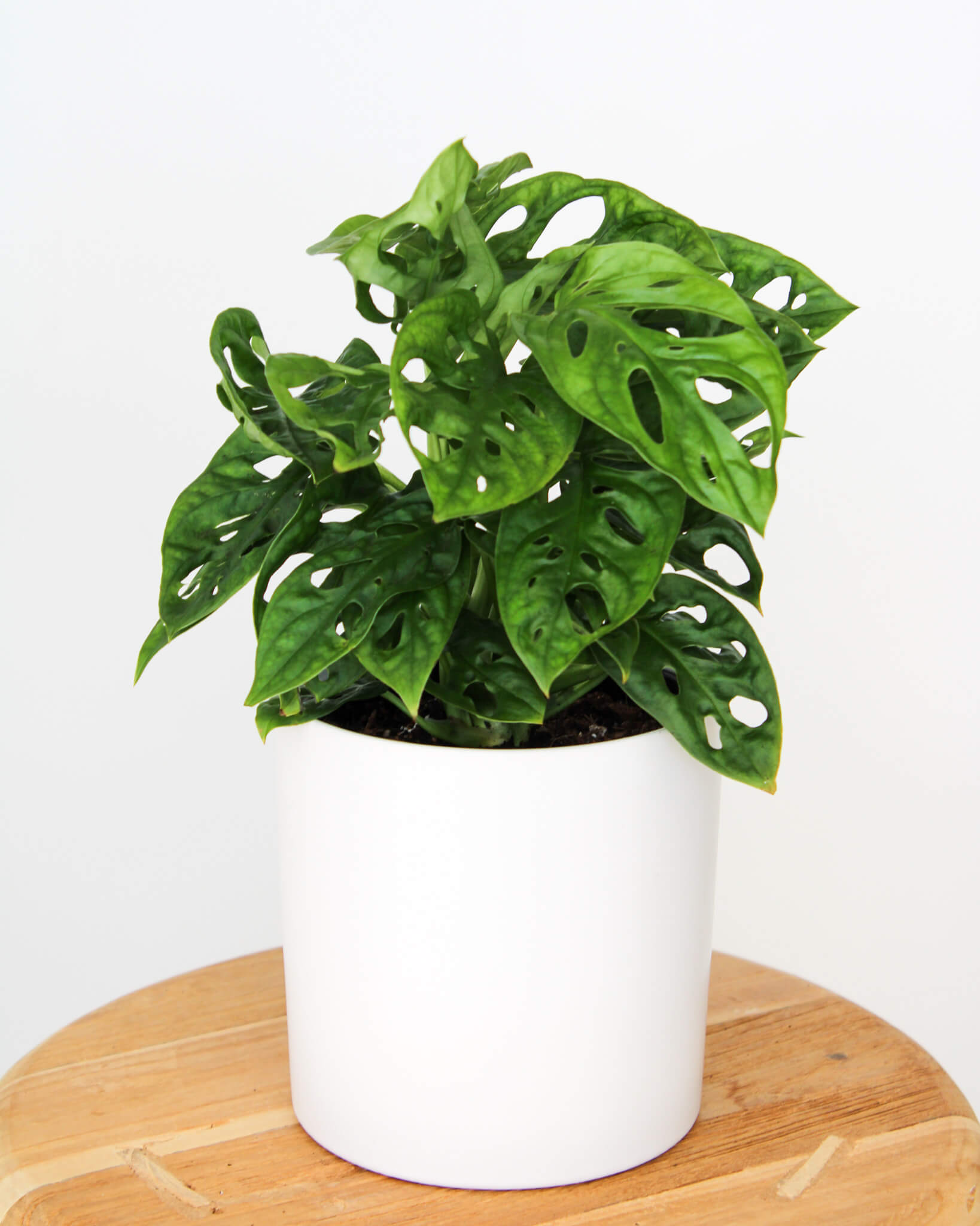 Monkey Mask Monstera