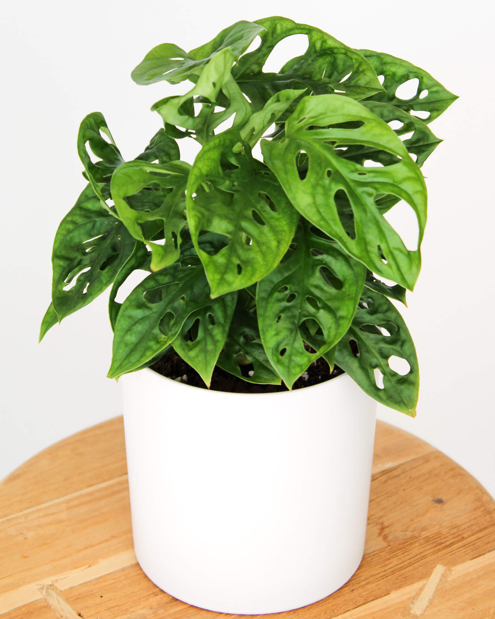 Monkey Mask Monstera