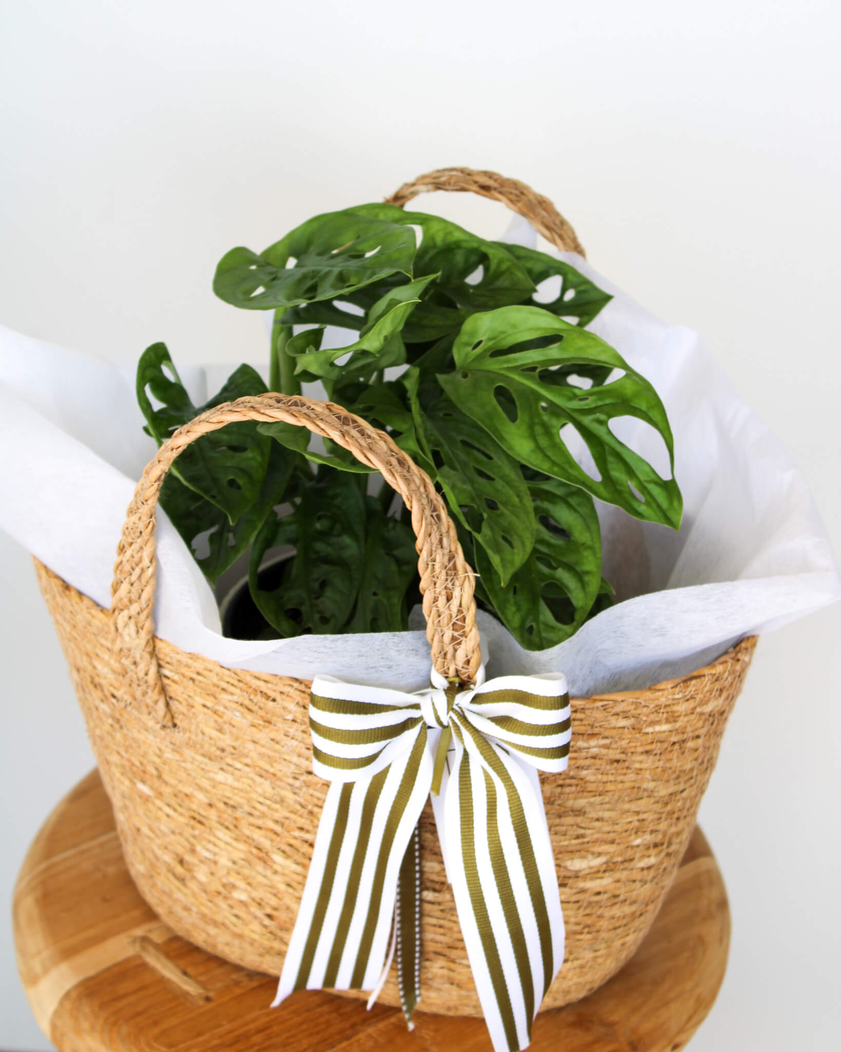 Monkey Mask Monstera