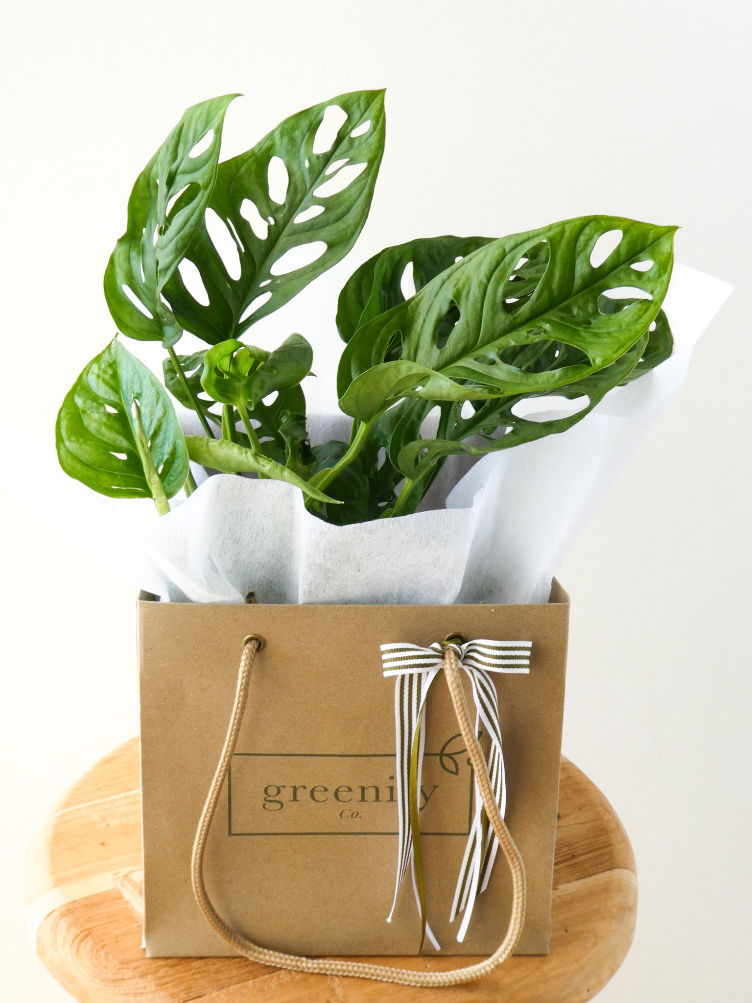 Monkey Mask Monstera