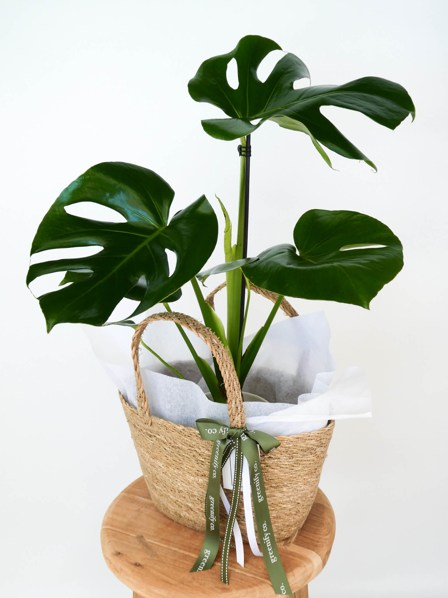 A Monstera deliciosa houseplant with large glossy green leaves, presented in a woven straw basket lined with white tissue paper and tied with an olive green ribbon, displayed on a round wooden stool against a white background.