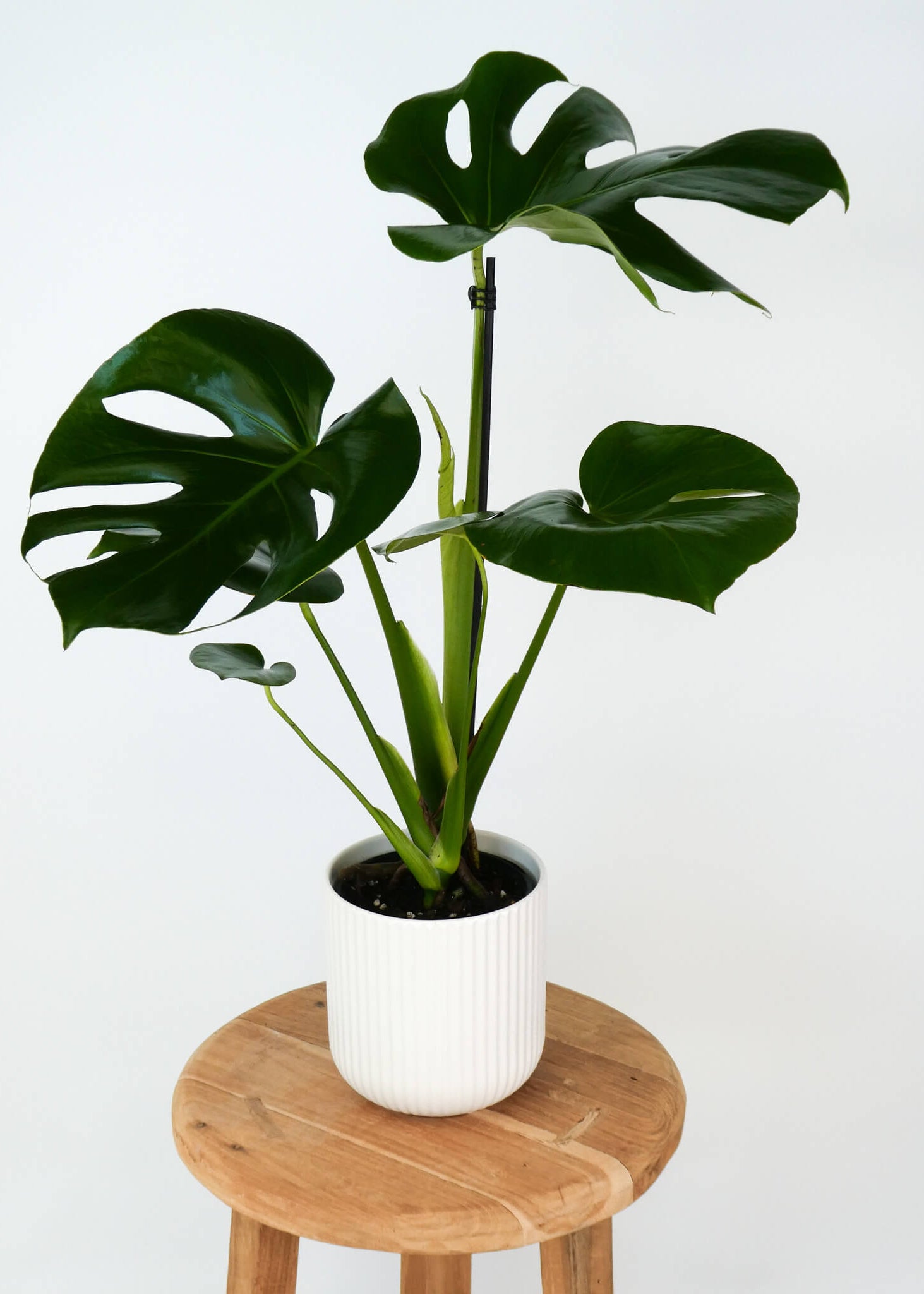 A Monstera deliciosa plant with large glossy green leaves in a white ribbed pot, displayed on a round wooden stool against a plain white background.