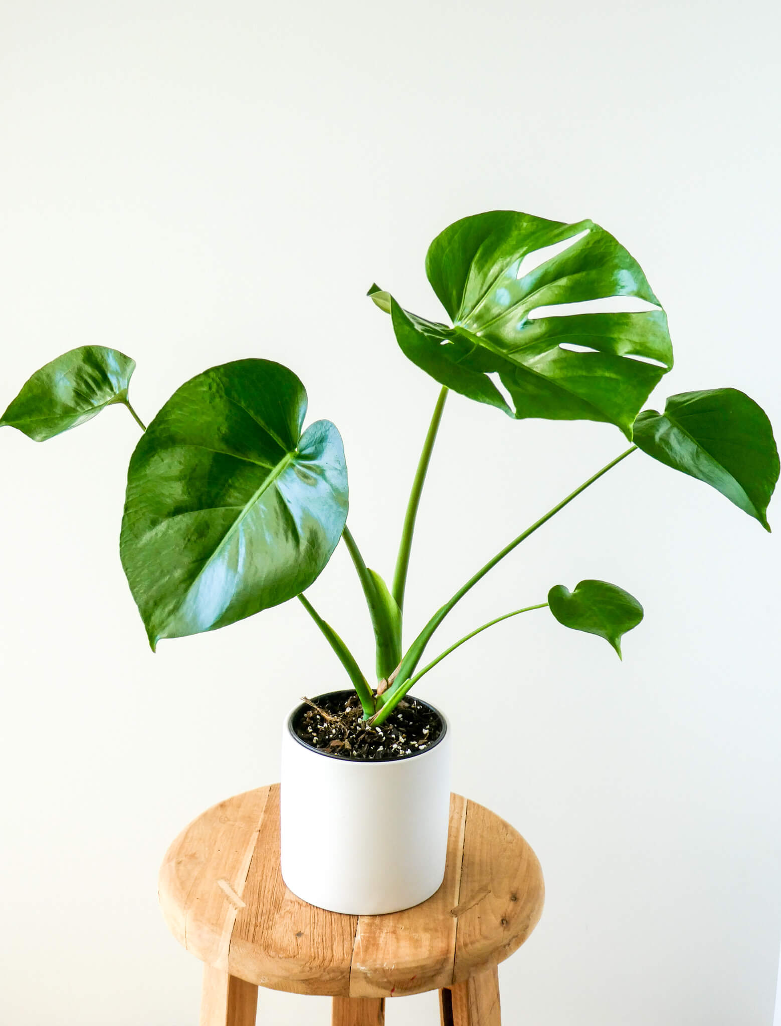 Monstera