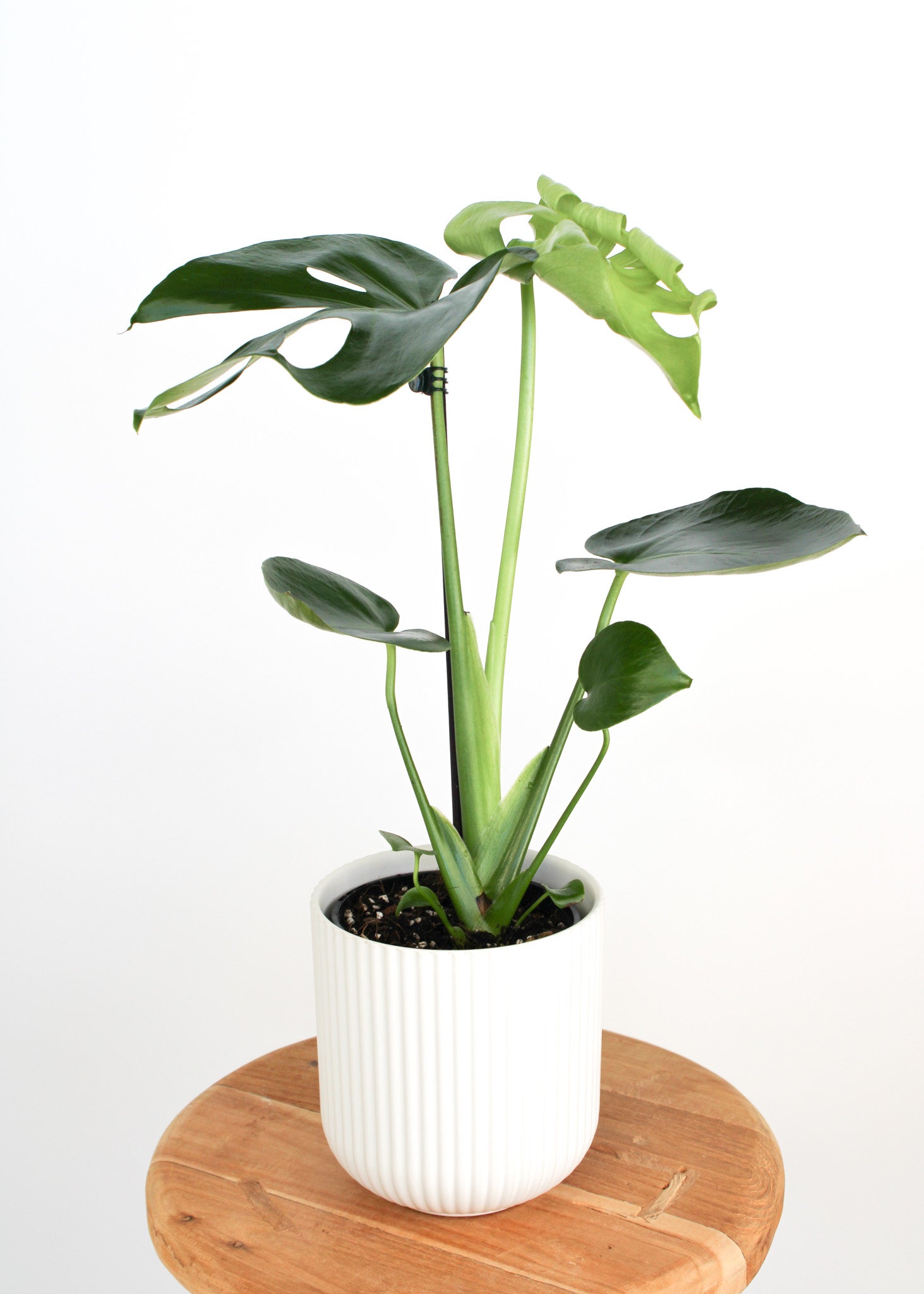 monstera deliciosa perth Monstera Plant | Same Day Plant Gift Delivery in Perth