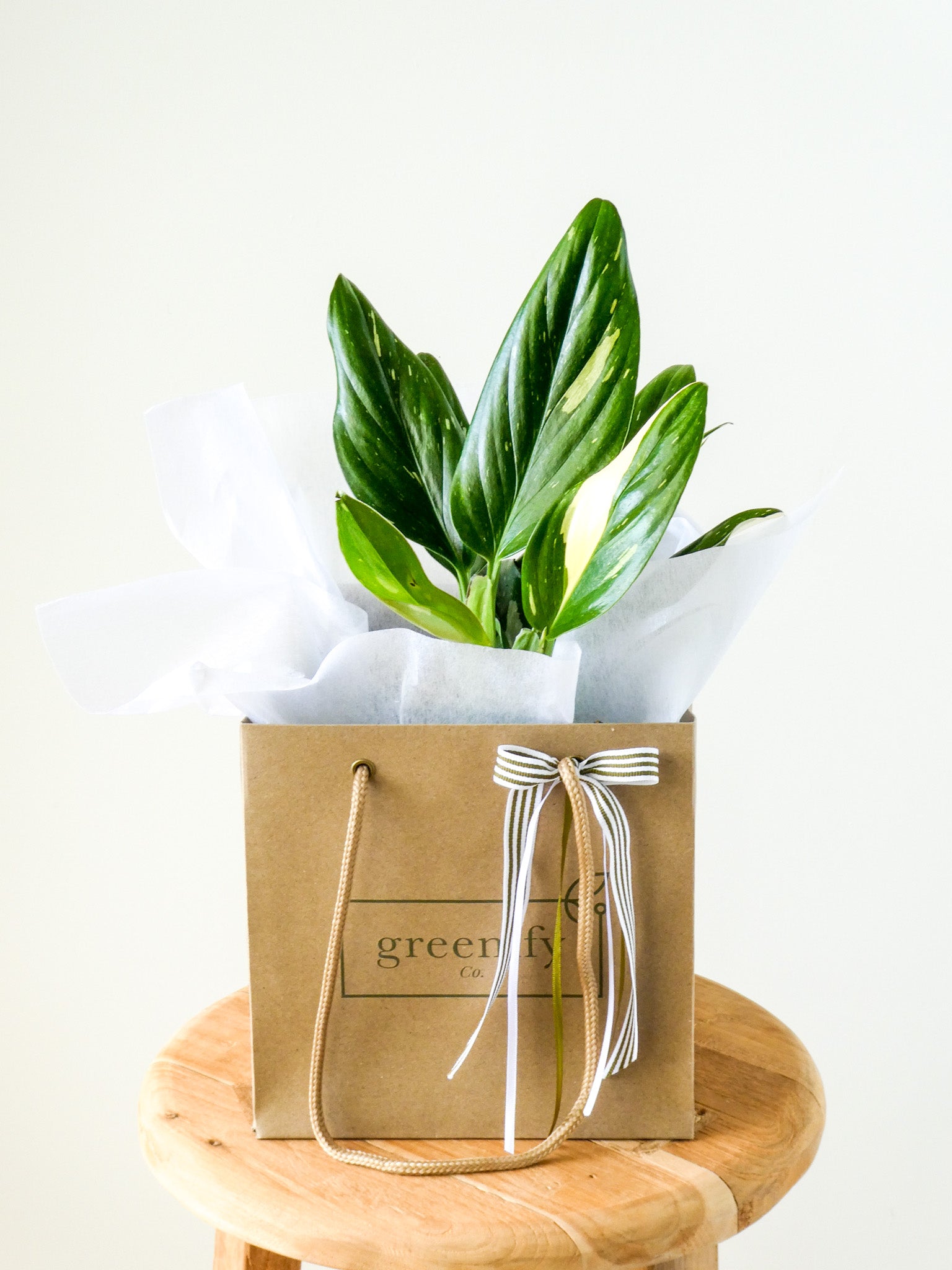 Variegated Monstera Standleyana