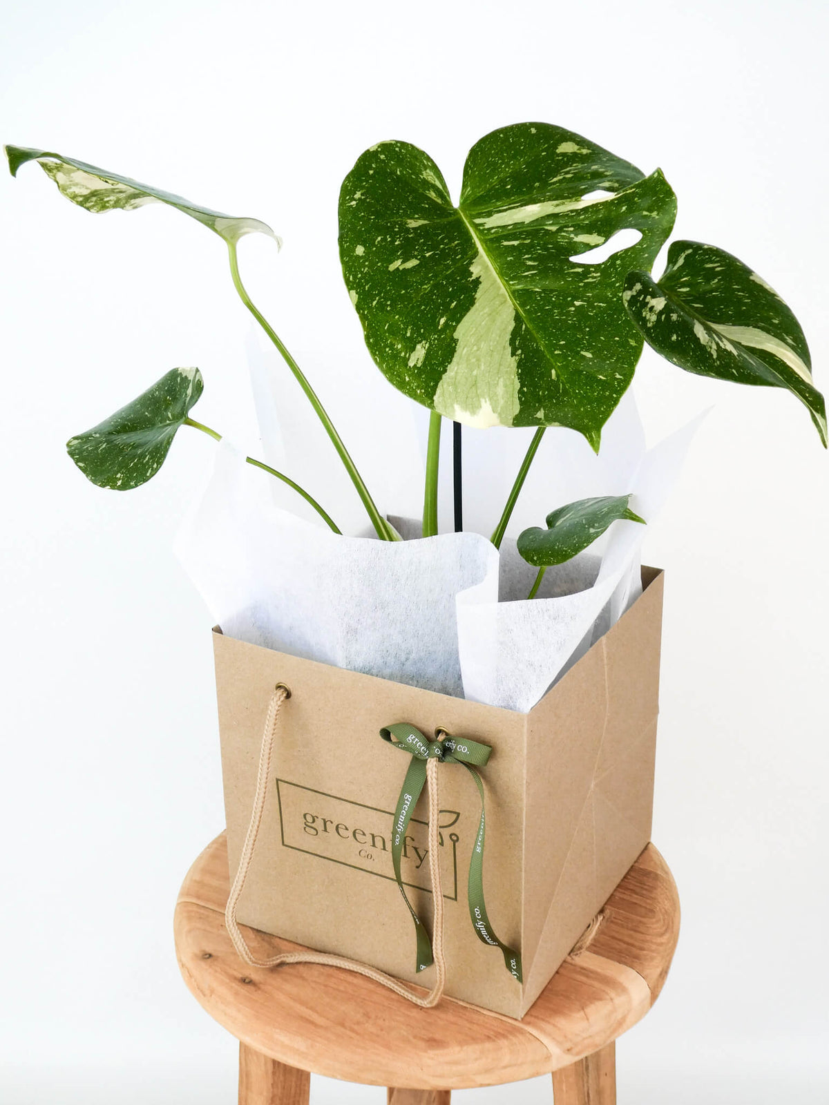A potted variegated Monstera plant in a brown kraft paper gift bag with white tissue paper, displayed on a round wooden stool against a white background.