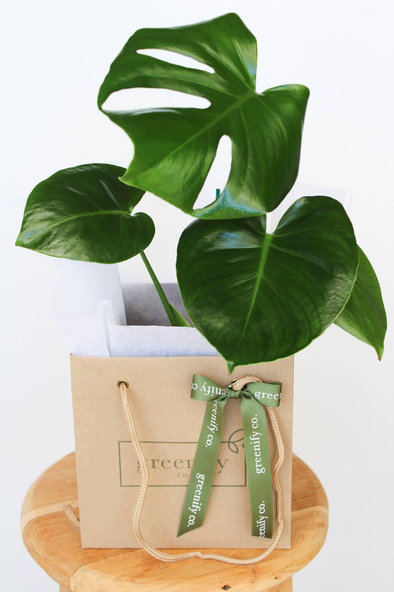 Monstera Plant in Greenify Co Paper Gift bag