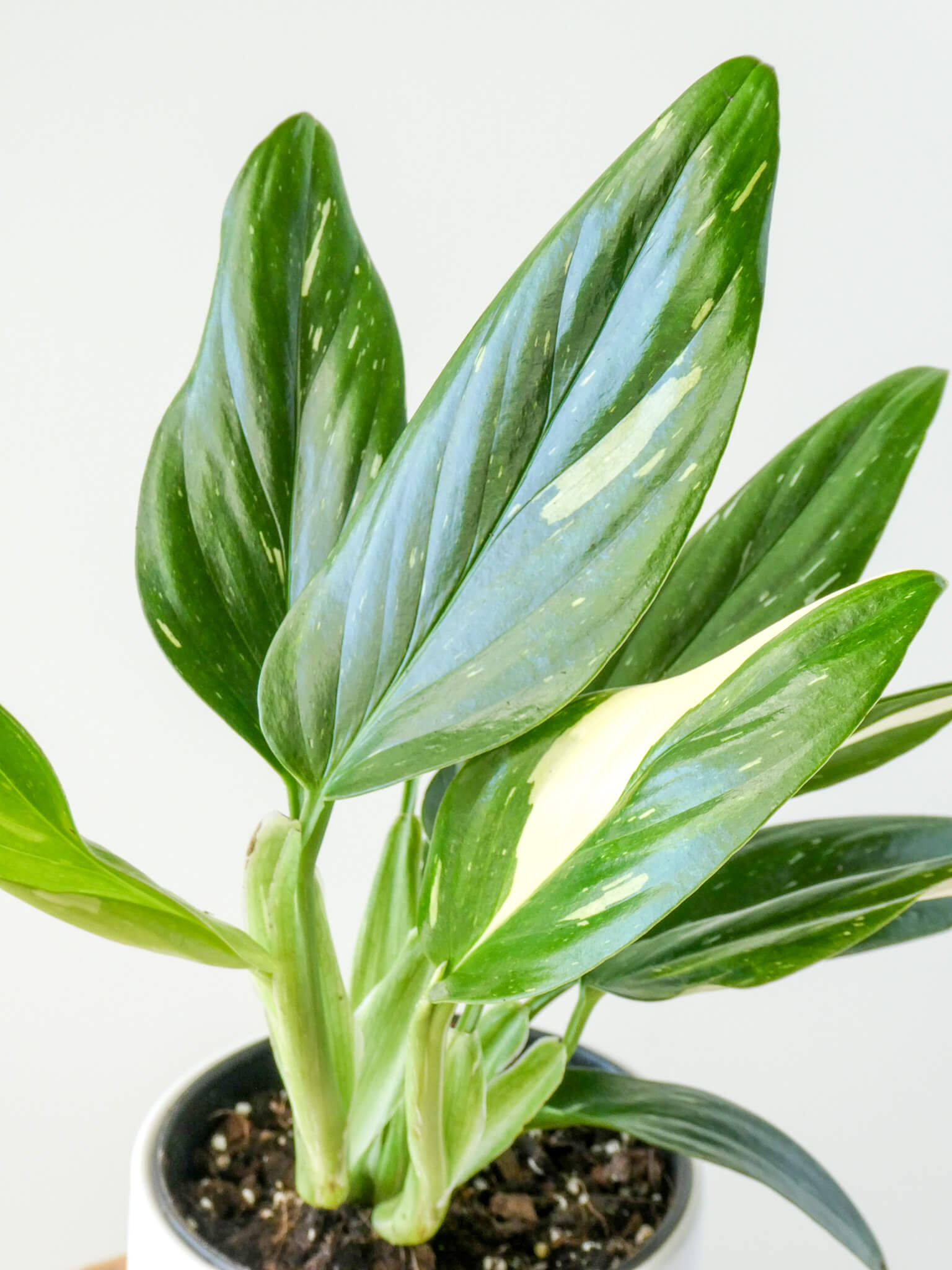 Close Up of Monstera Standleyana Foliage, Greenify Co.