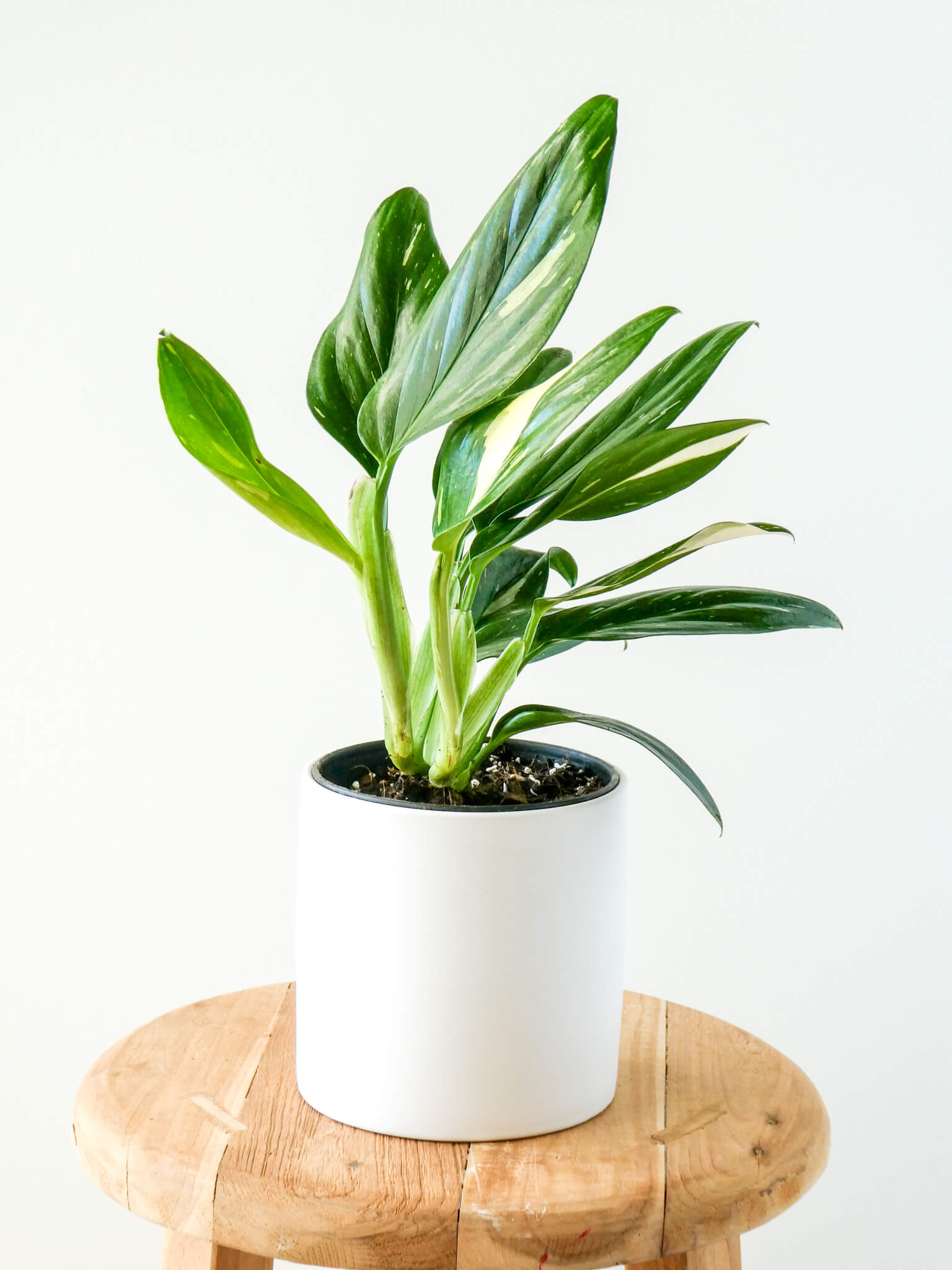 Monstera Standleyana Plant in White Pot, Greenify Co.