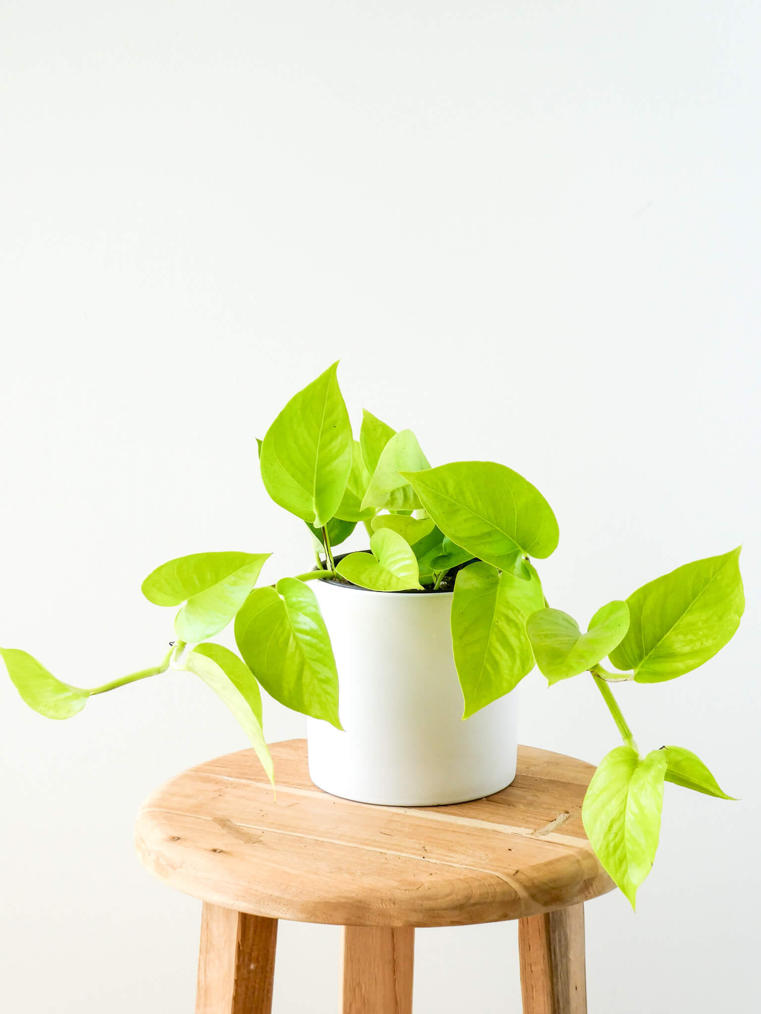 Neon Pothos
