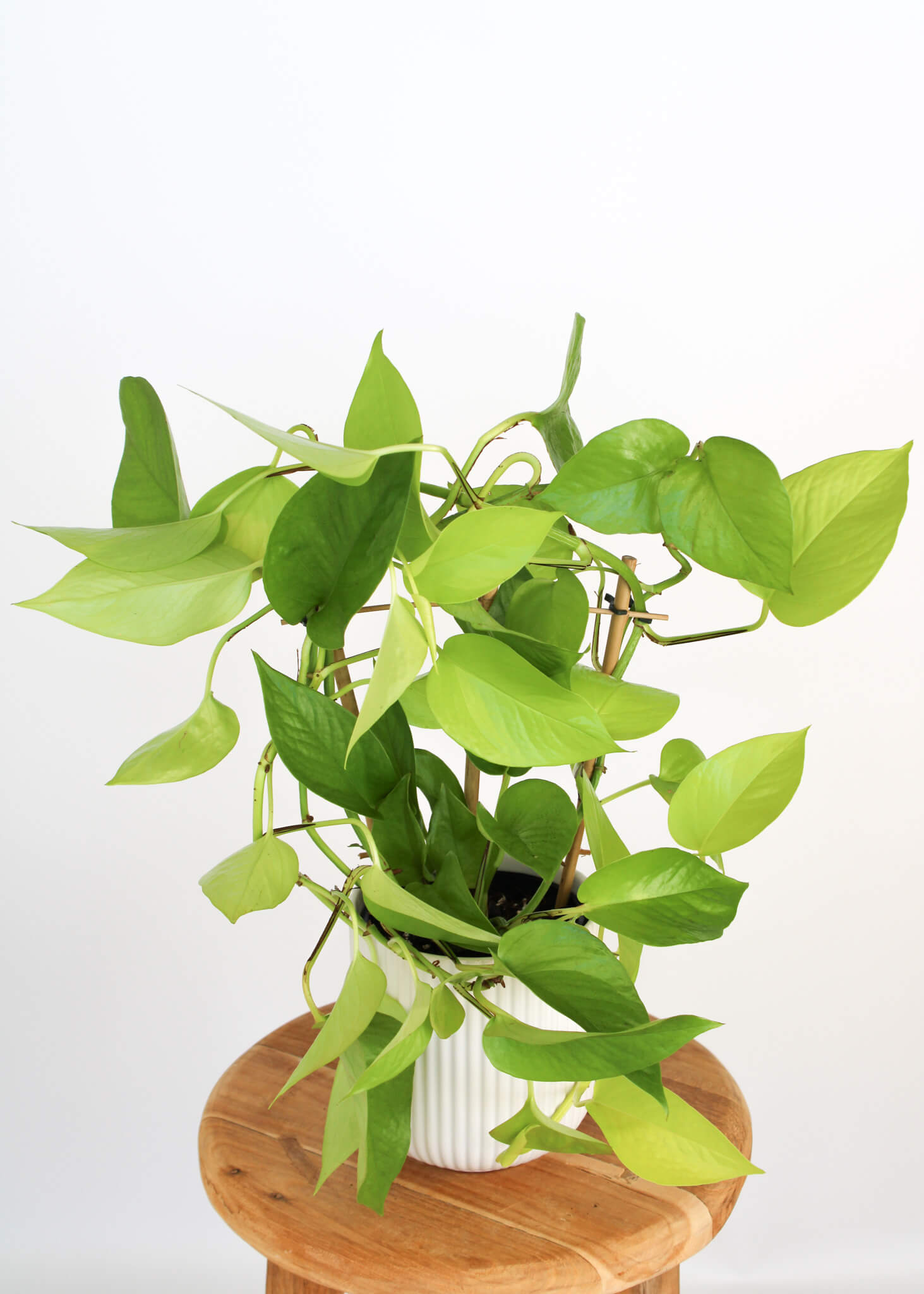 Neon Pothos