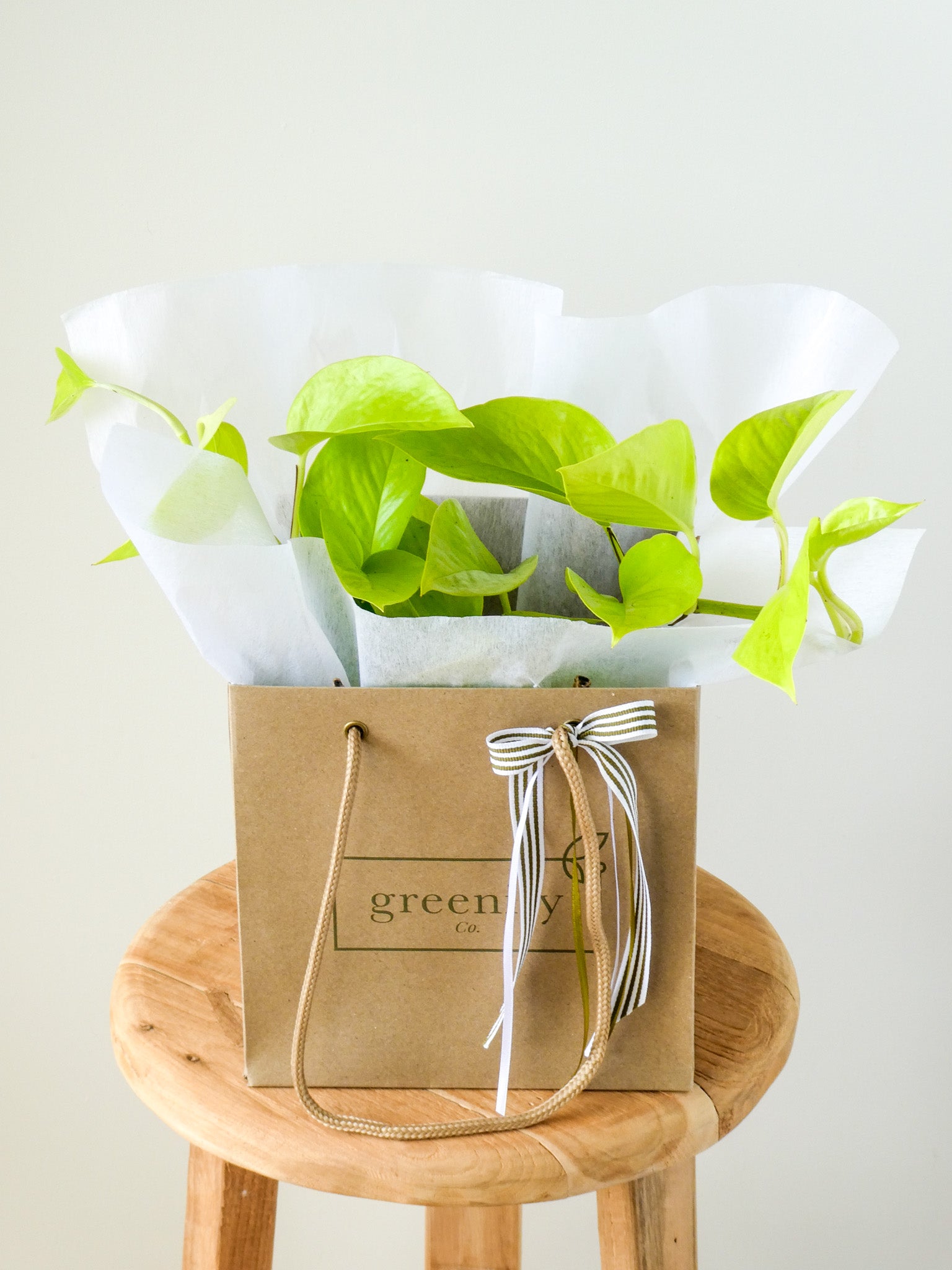 Neon Pothos