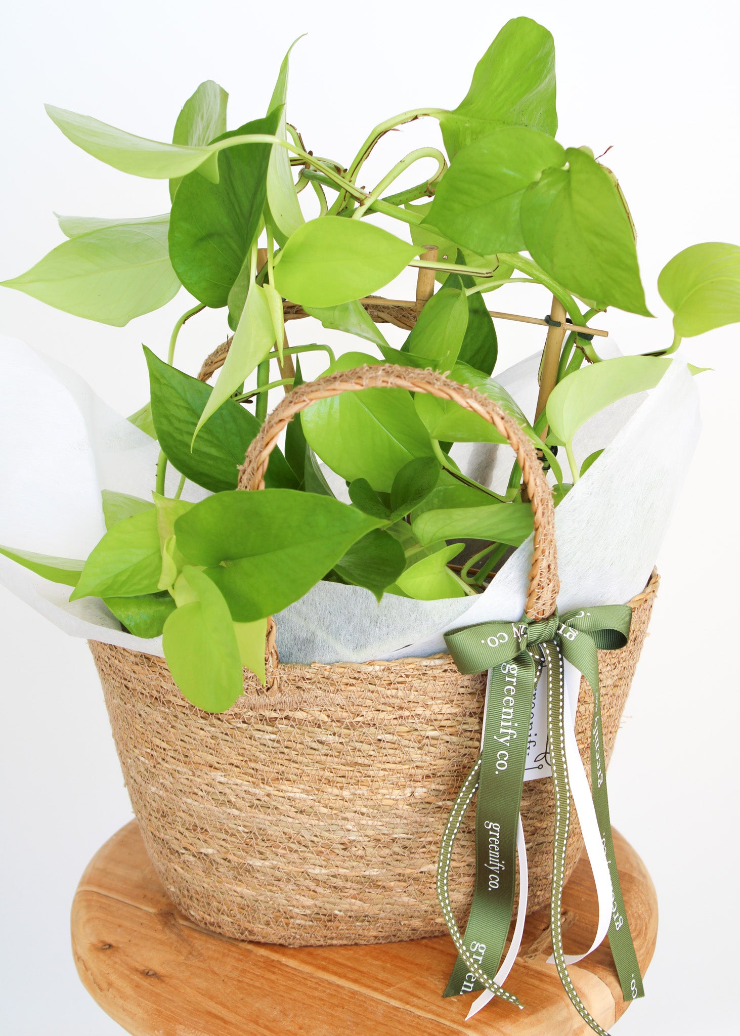 Neon Pothos