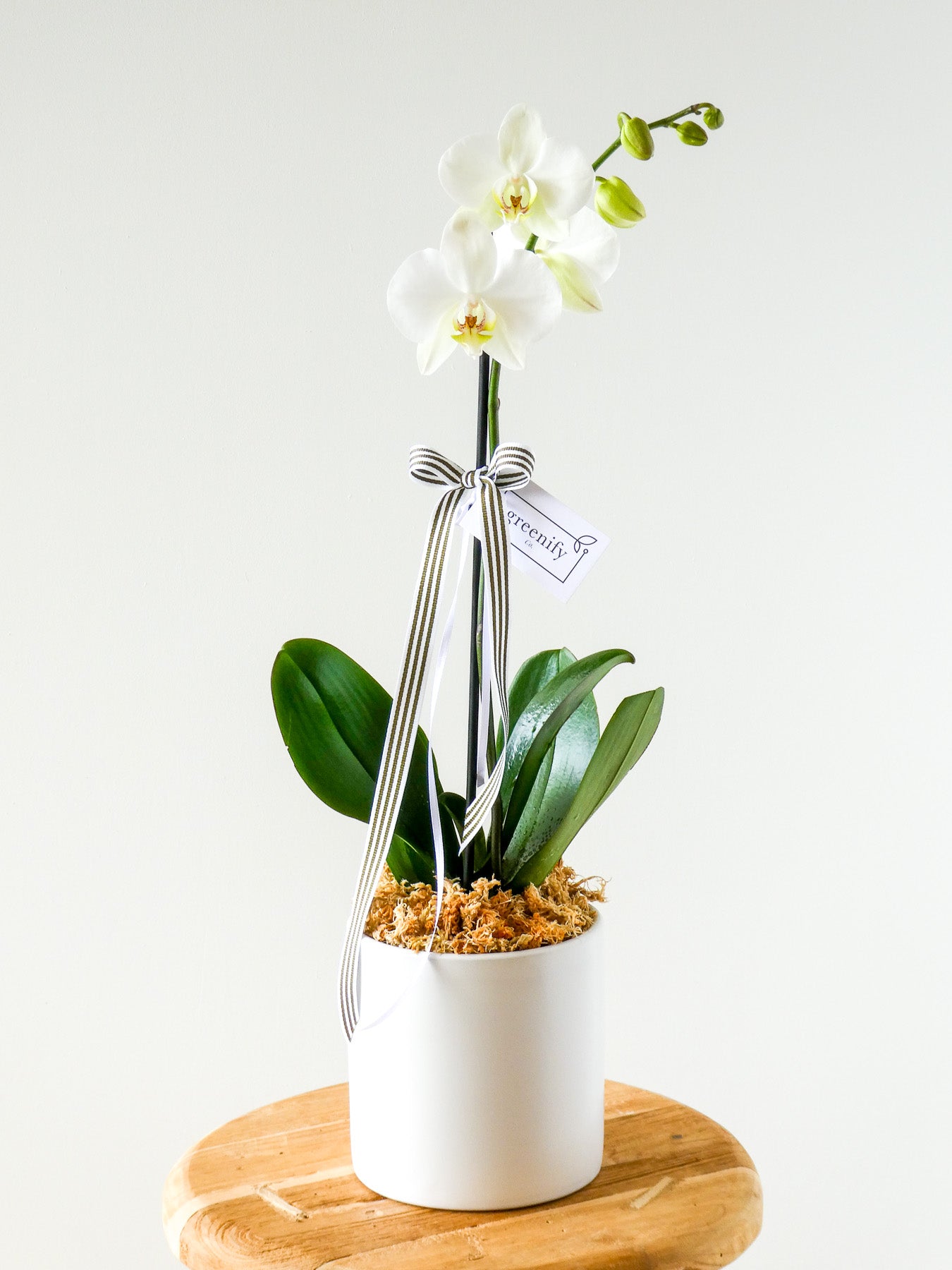 Orchid