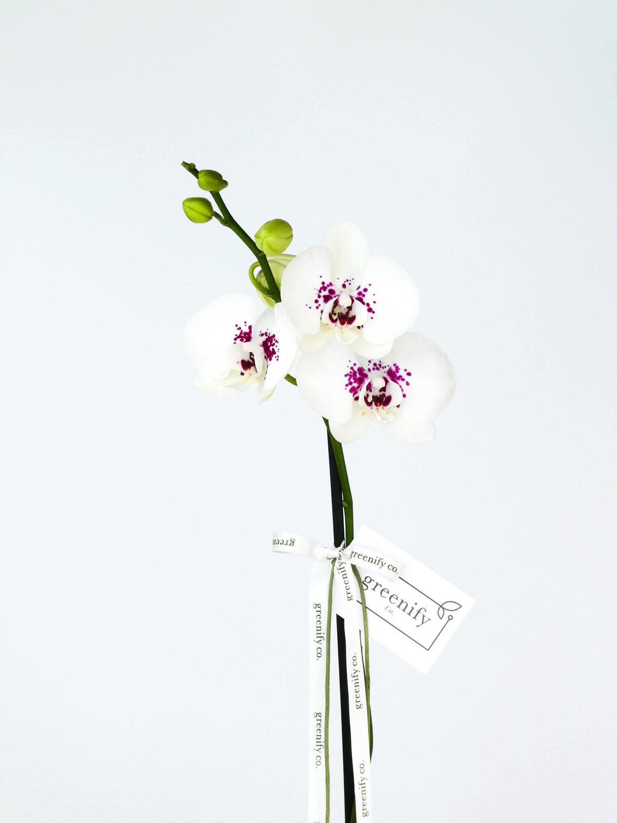 A single white Phalaenopsis orchid stem with three blooms, featuring white petals and magenta-purple centers, tied with a white ribbon tag that reads 'premiere by greenify' on a clean white background.
