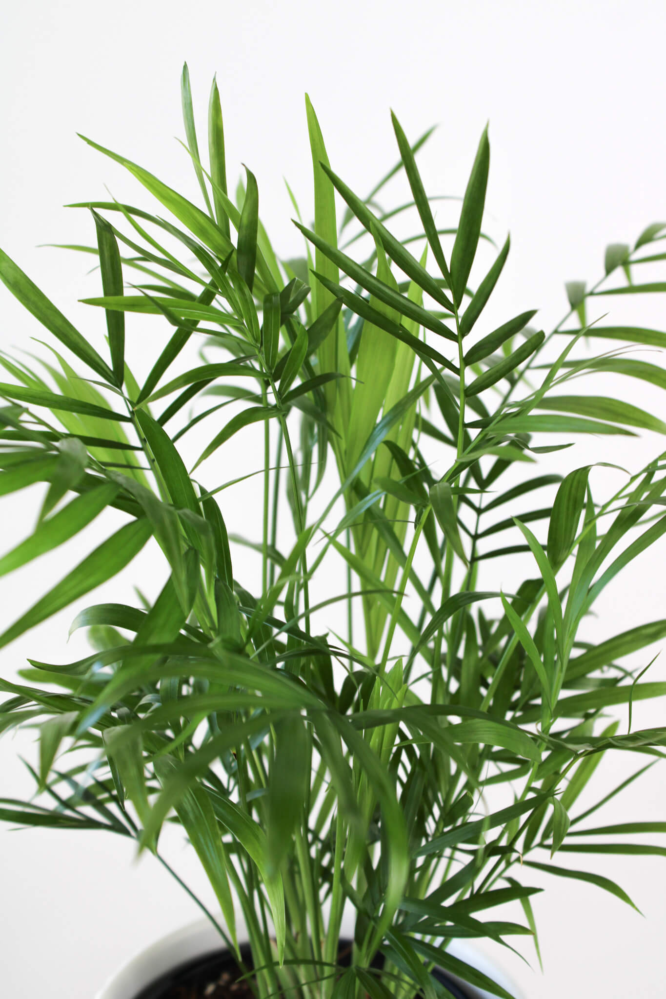 Parlour Palm