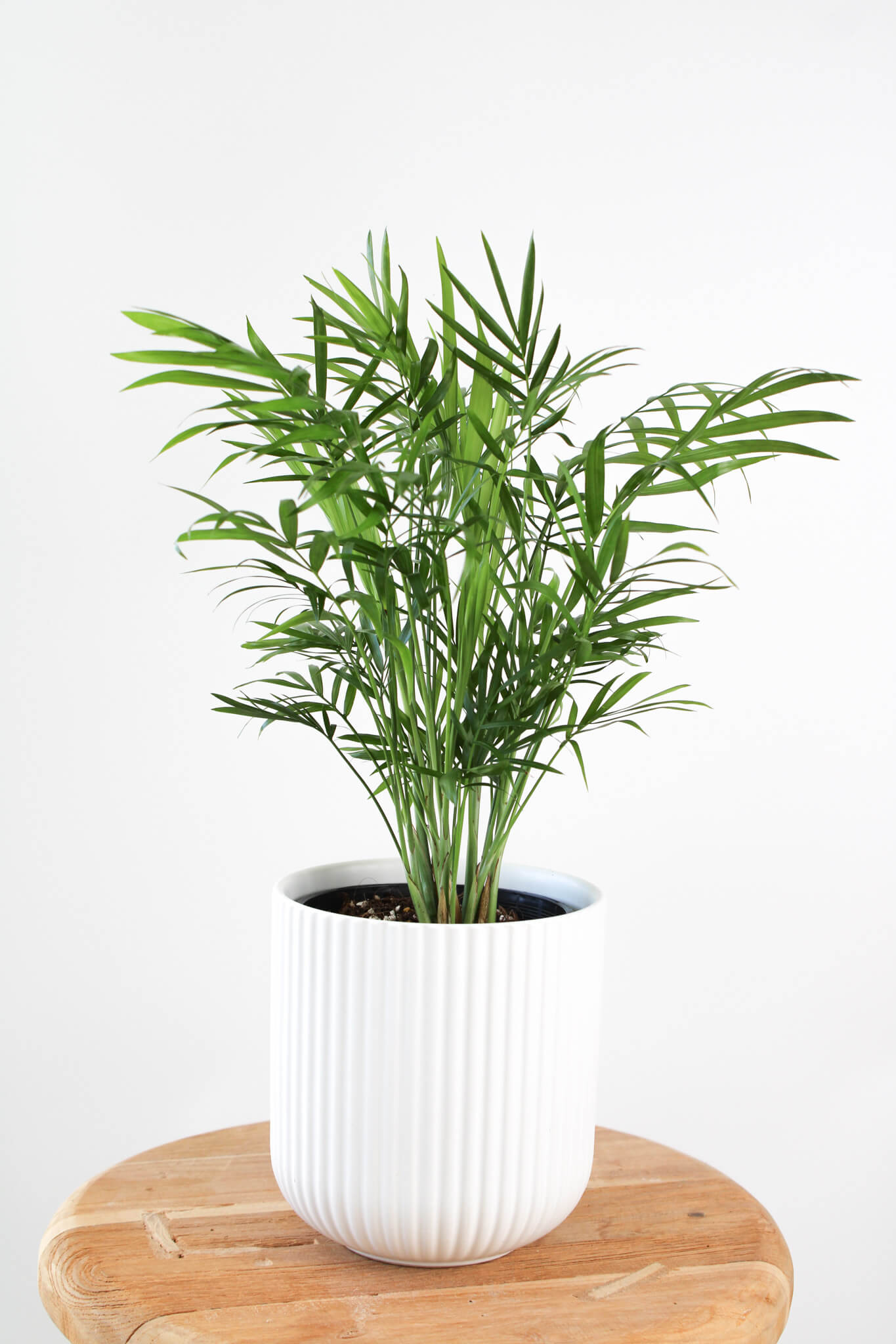 Parlour Palm