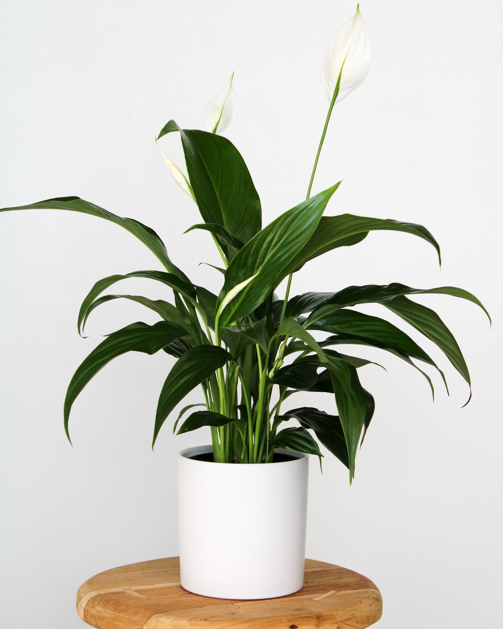 Peace Lily