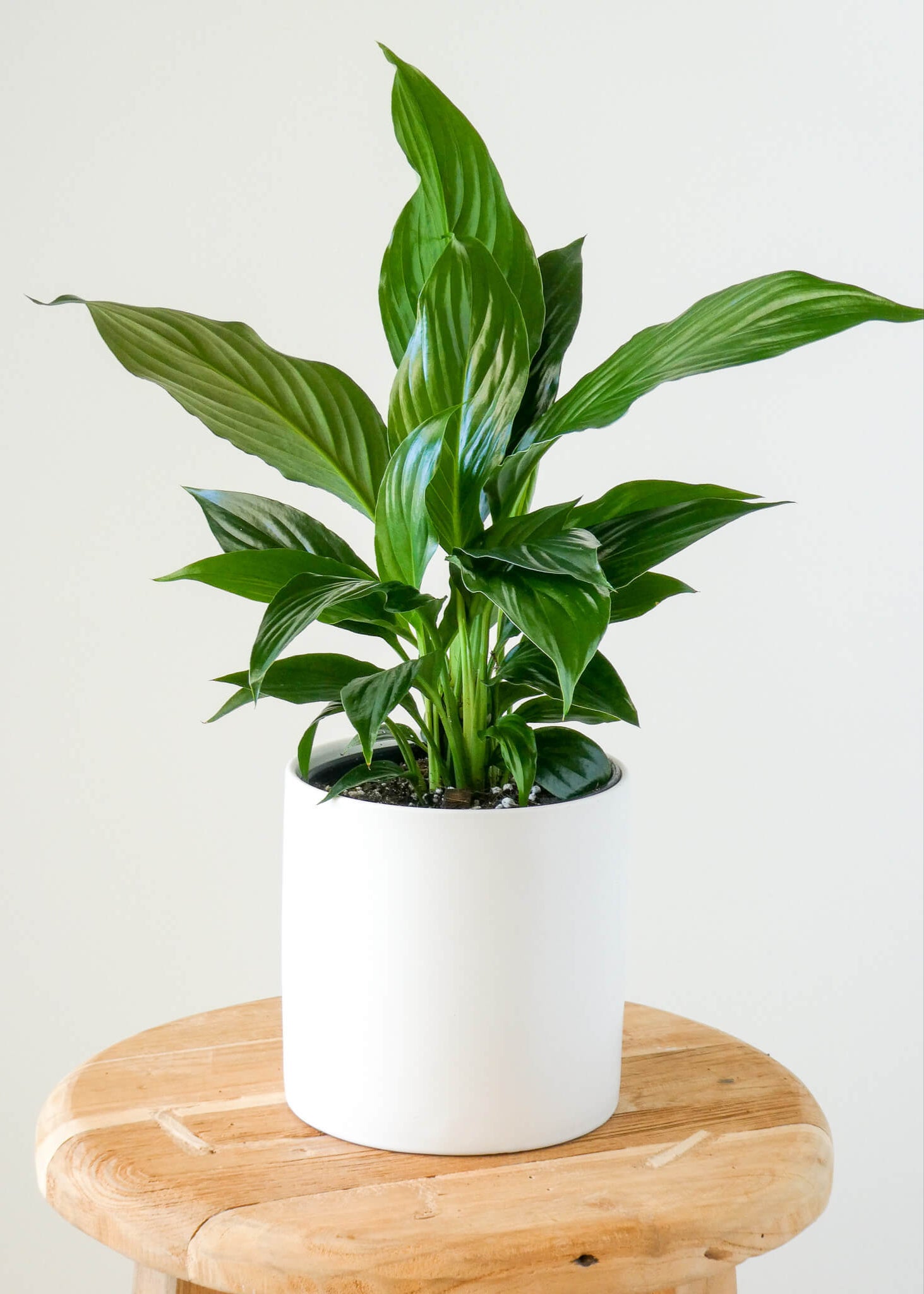 Peace Lily Plant in White Pot